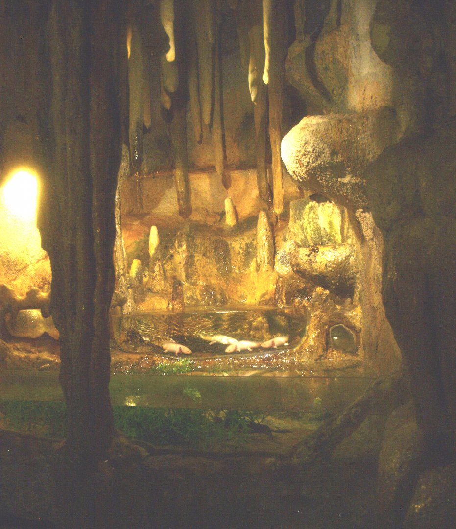 Mock cave with axolotl and blind cave tetra tanks, 2017-02-06