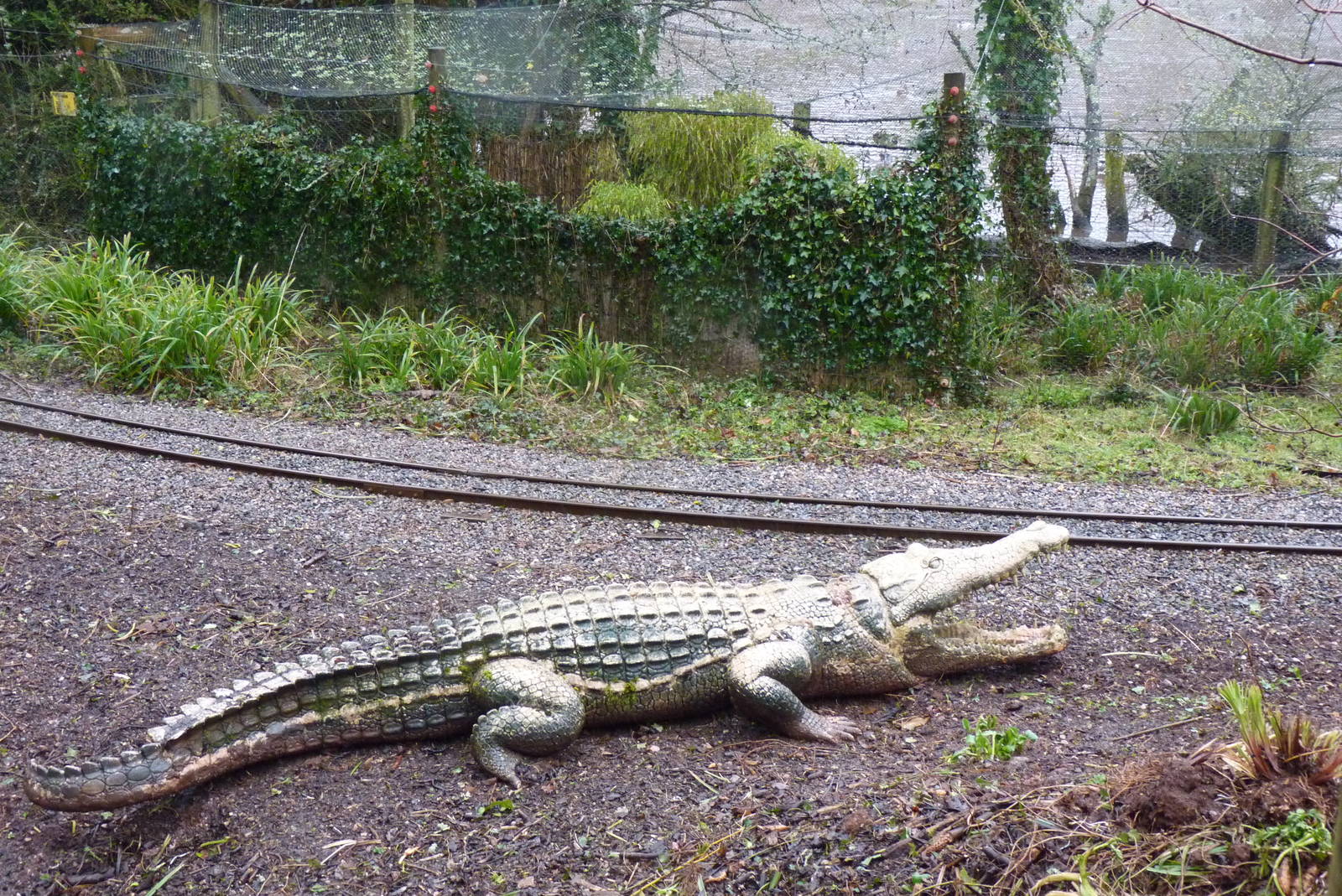 Mock Croc, February 2015