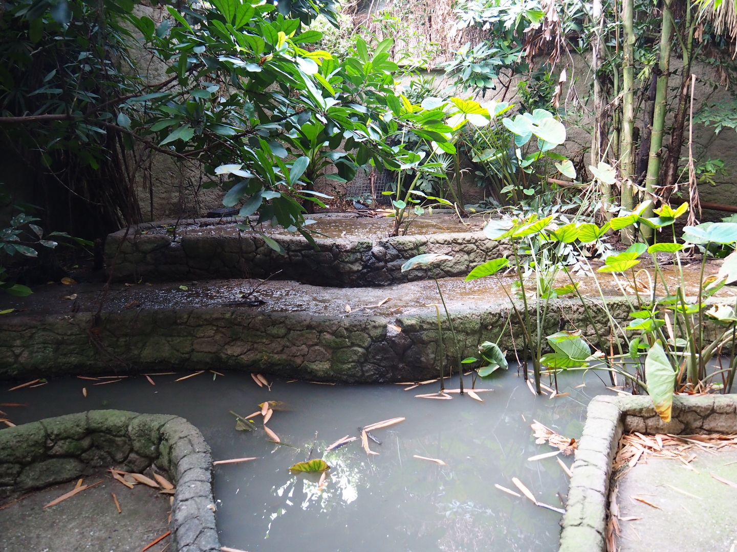 Mock-up of a rice field in the Philippines section of the tropical hall (Sep 2nd, 2018)