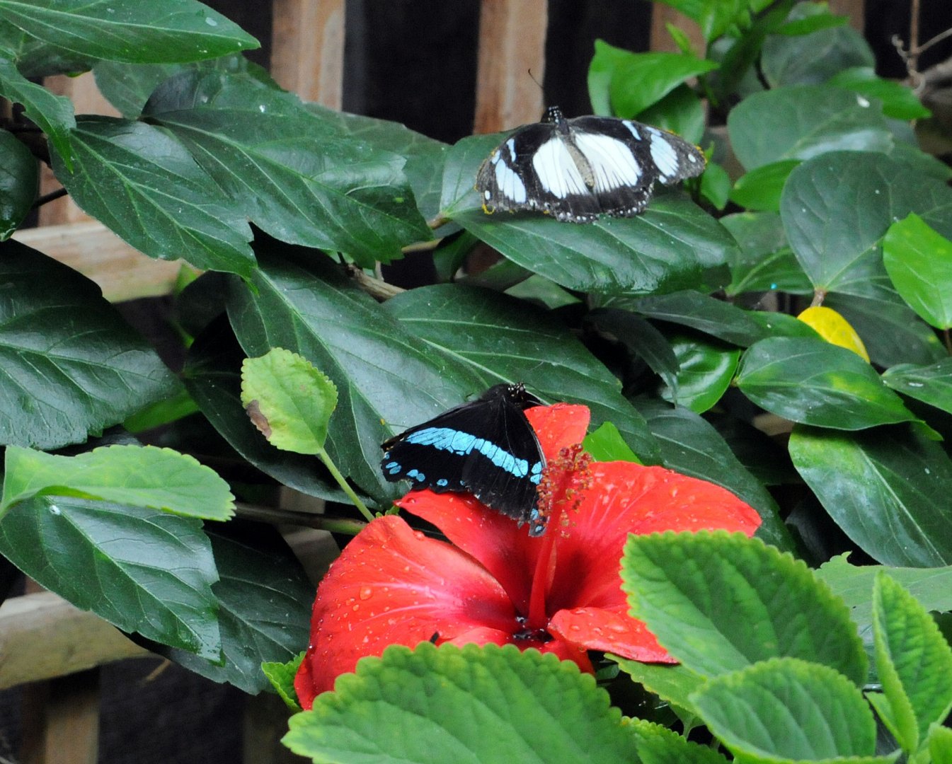 mocker swallowtail & narrow green banded swallowtail