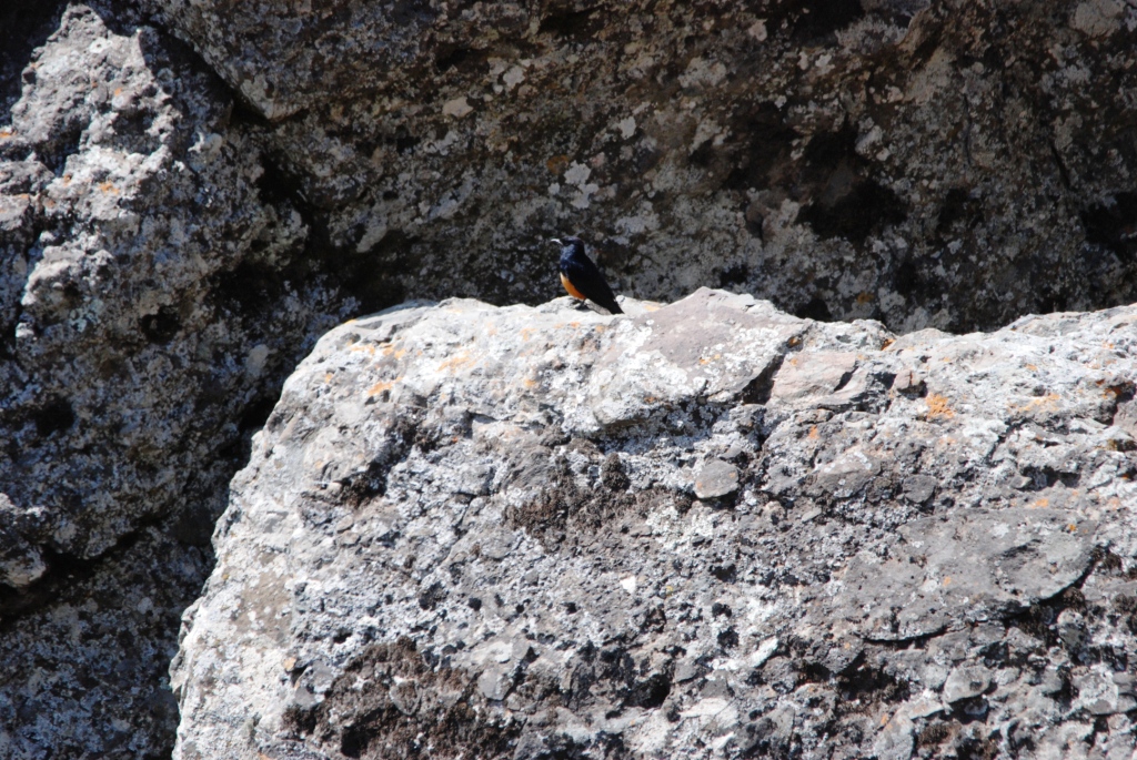 Mocking Cliff Chat at Debre Libanos Gorge, Ethiopia, 18/10/14