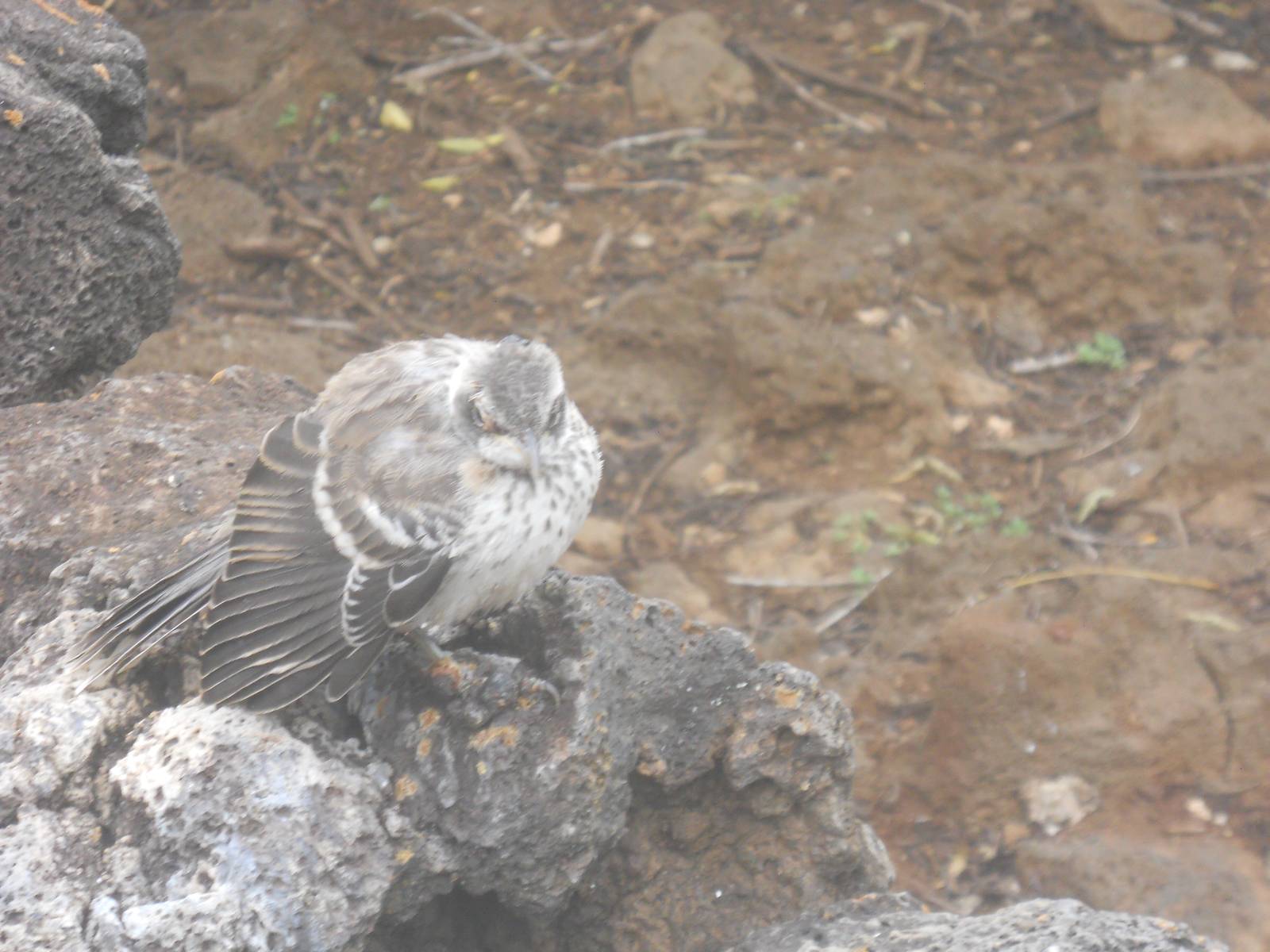 Mockingbird on Santa Cruz Island