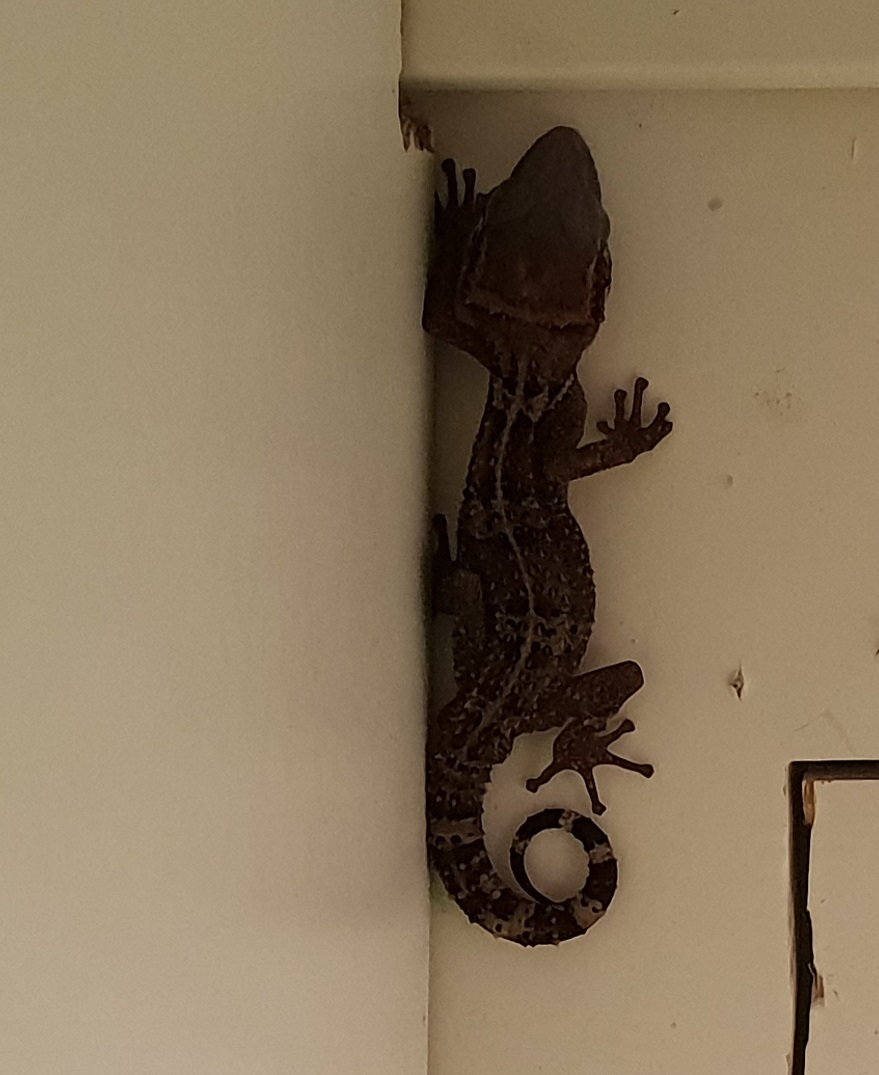 Mocquard's Madagascar ground gecko - Paroedura bastardi