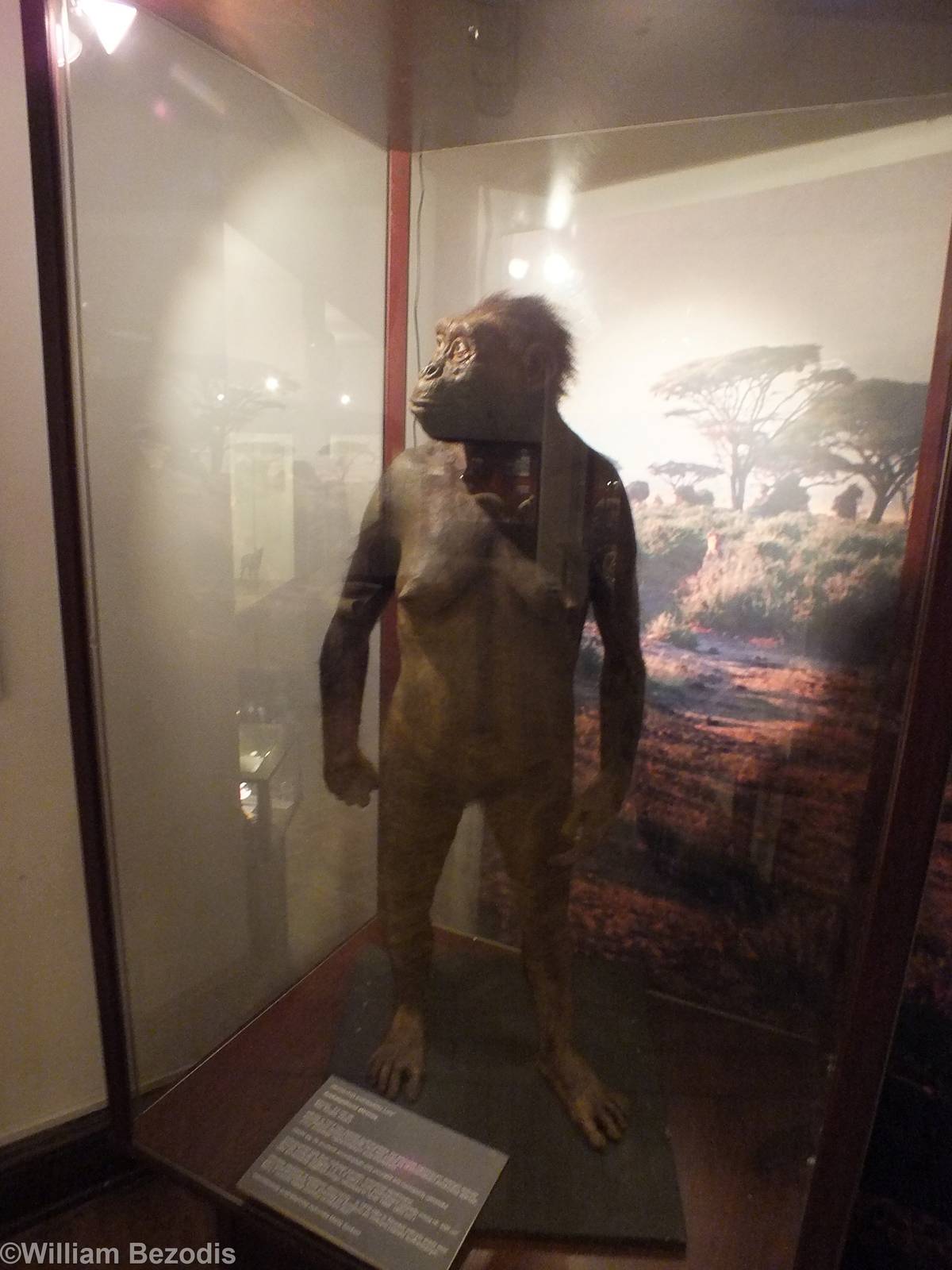 Model Australopithecus afarensis - Warsaw Museum of Evolution