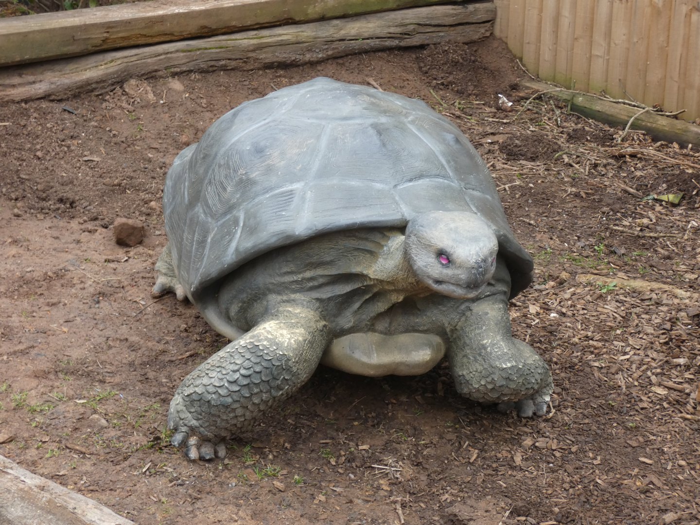 Model Giant Tortoise