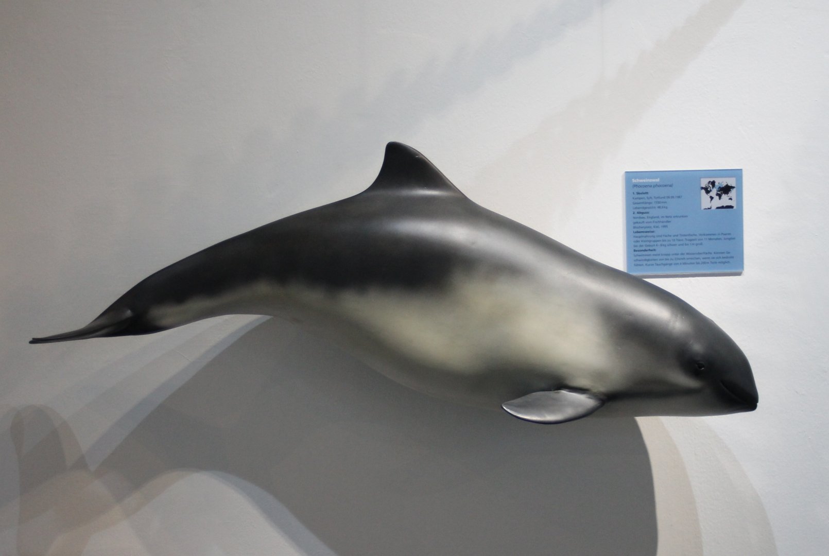 Model Harbour porpoise