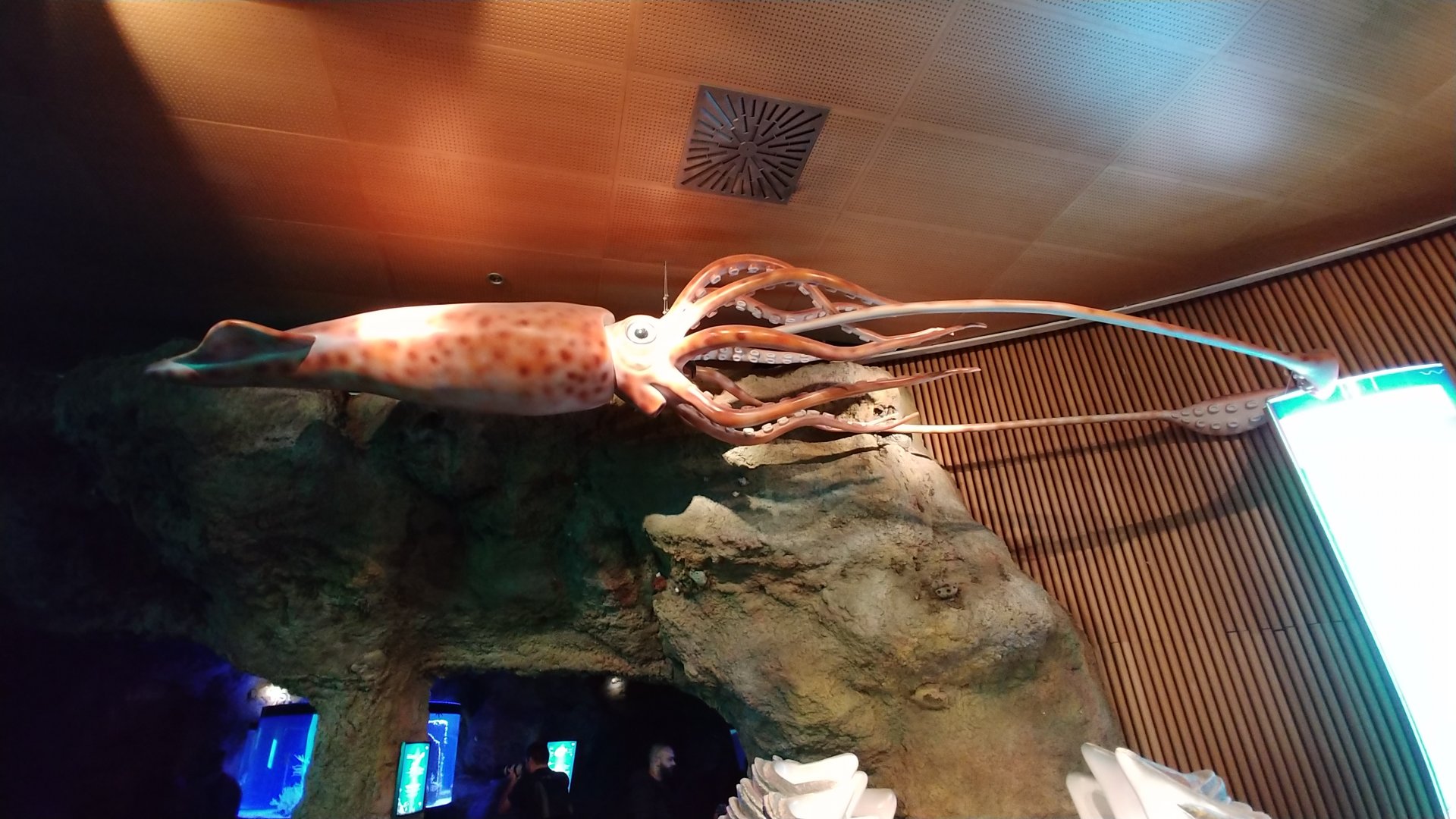 Model of a giant squid