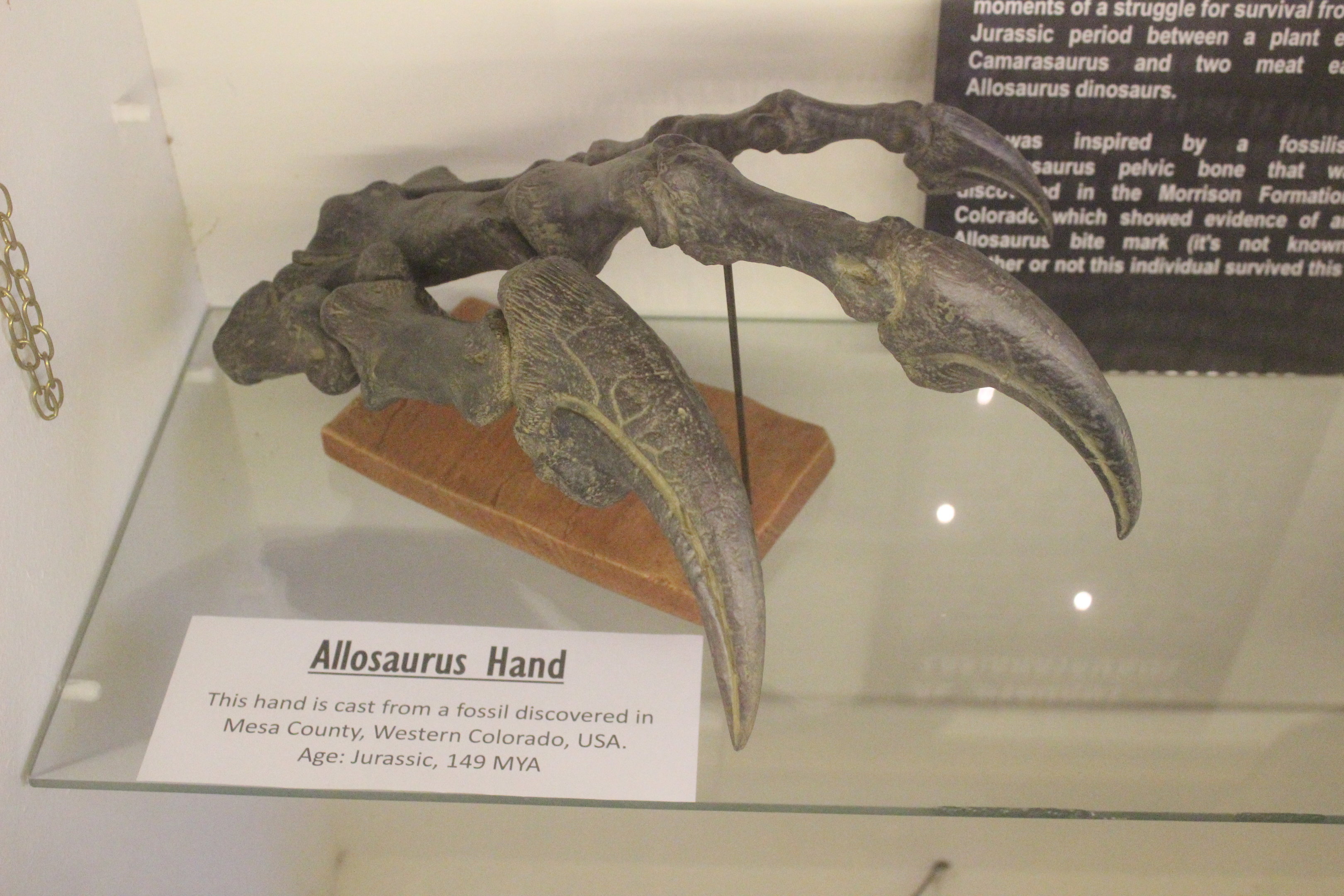 Model of Allosaurus hand fossil, The Dinosaur House (Raetihi)