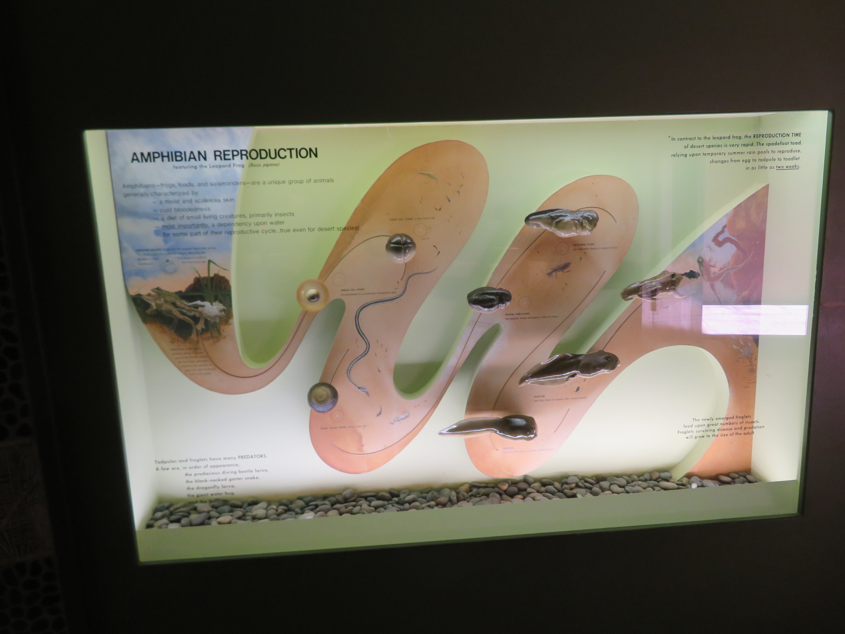 Model of Amphibian Life Cycle