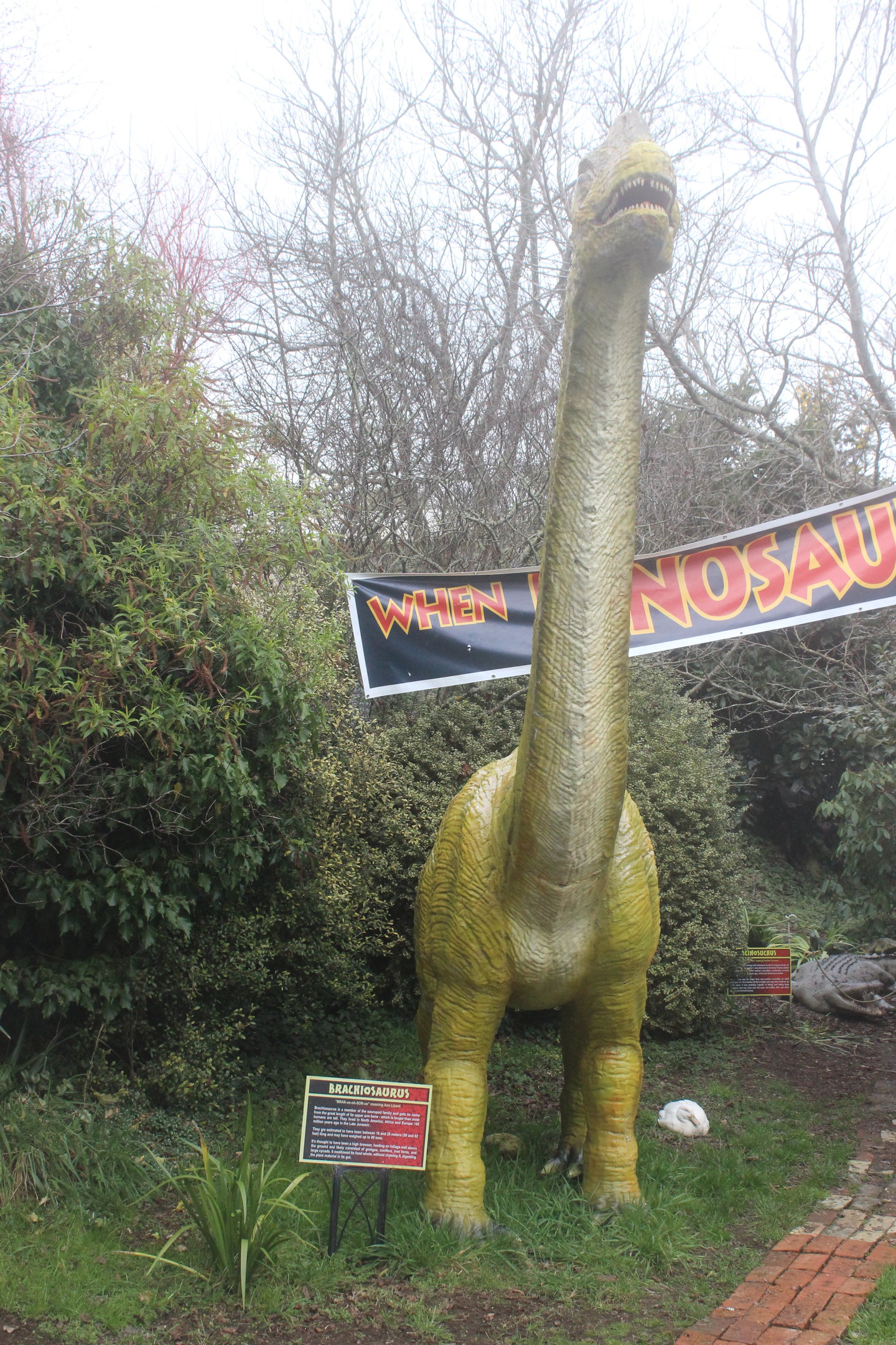 Model of Brachiosaurus, The Dinosaur House (Raetihi)