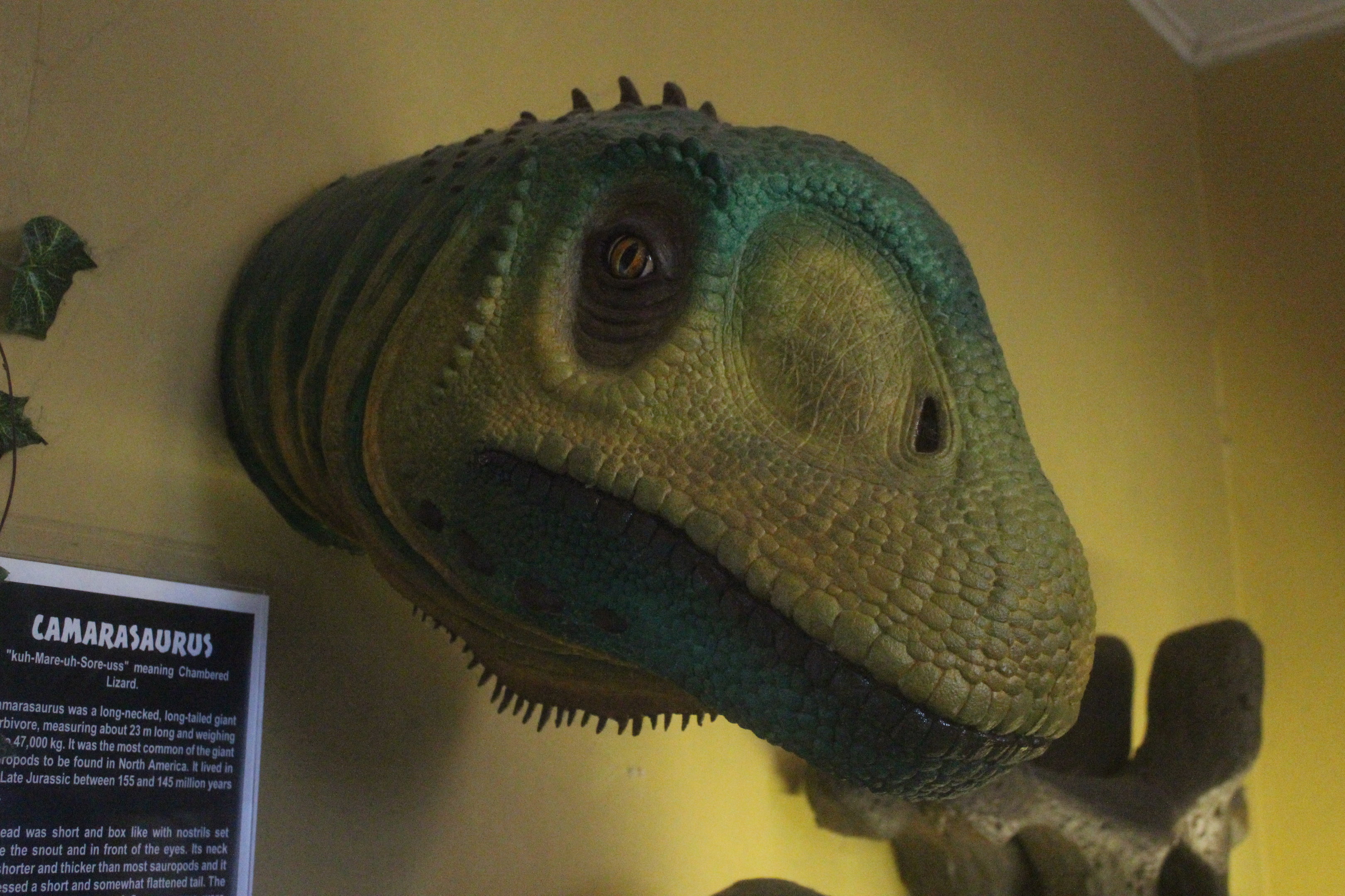 Model of Camarasaurus, The Dinosaur House (Raetihi)