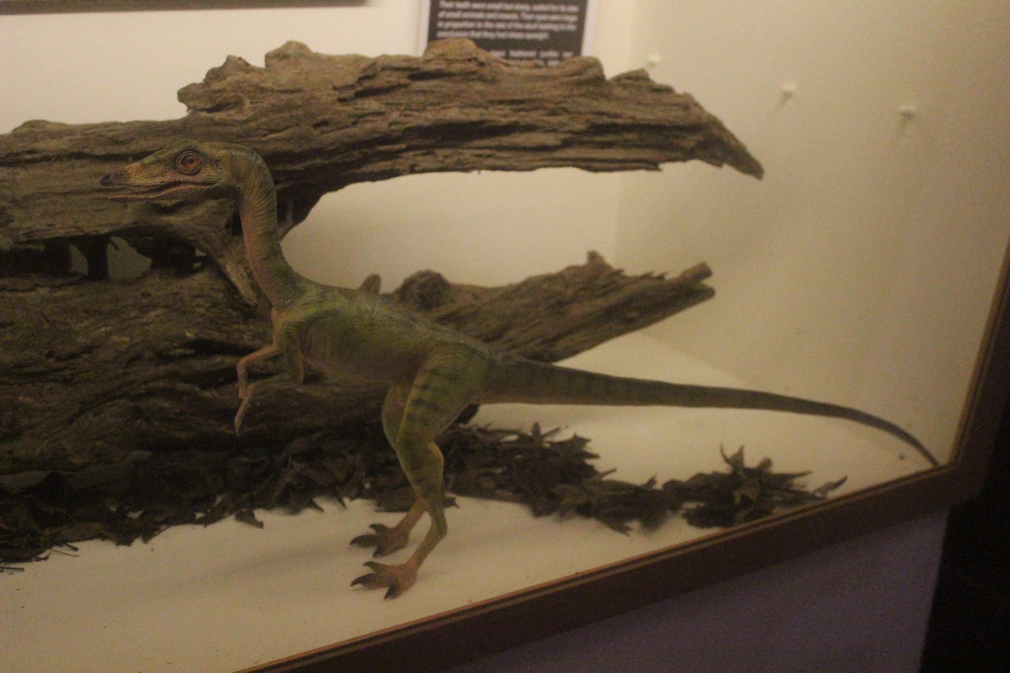 Model of Compsognathus, The Dinosaur House (Raetihi)