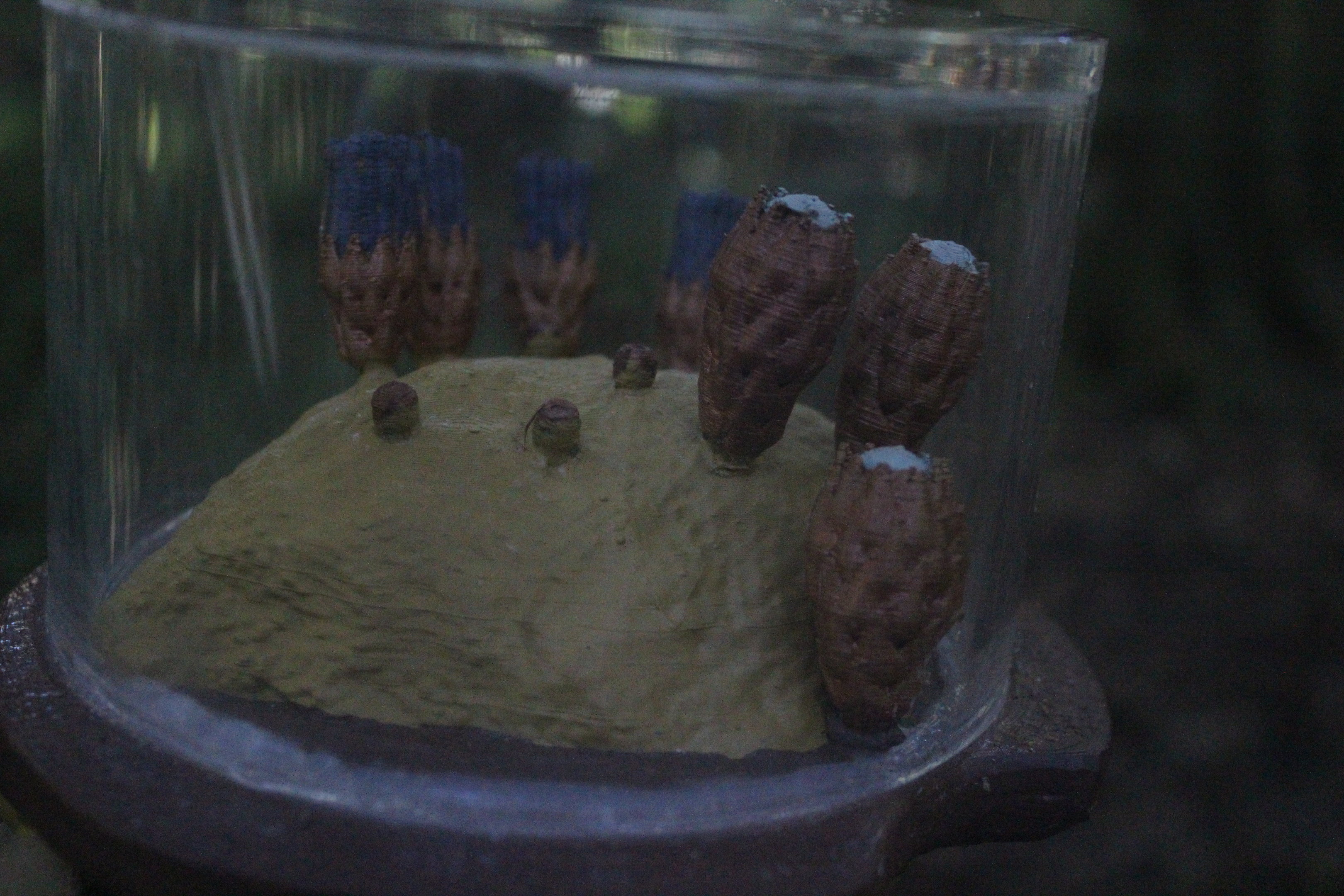 Model of Dactylanthus taylorii