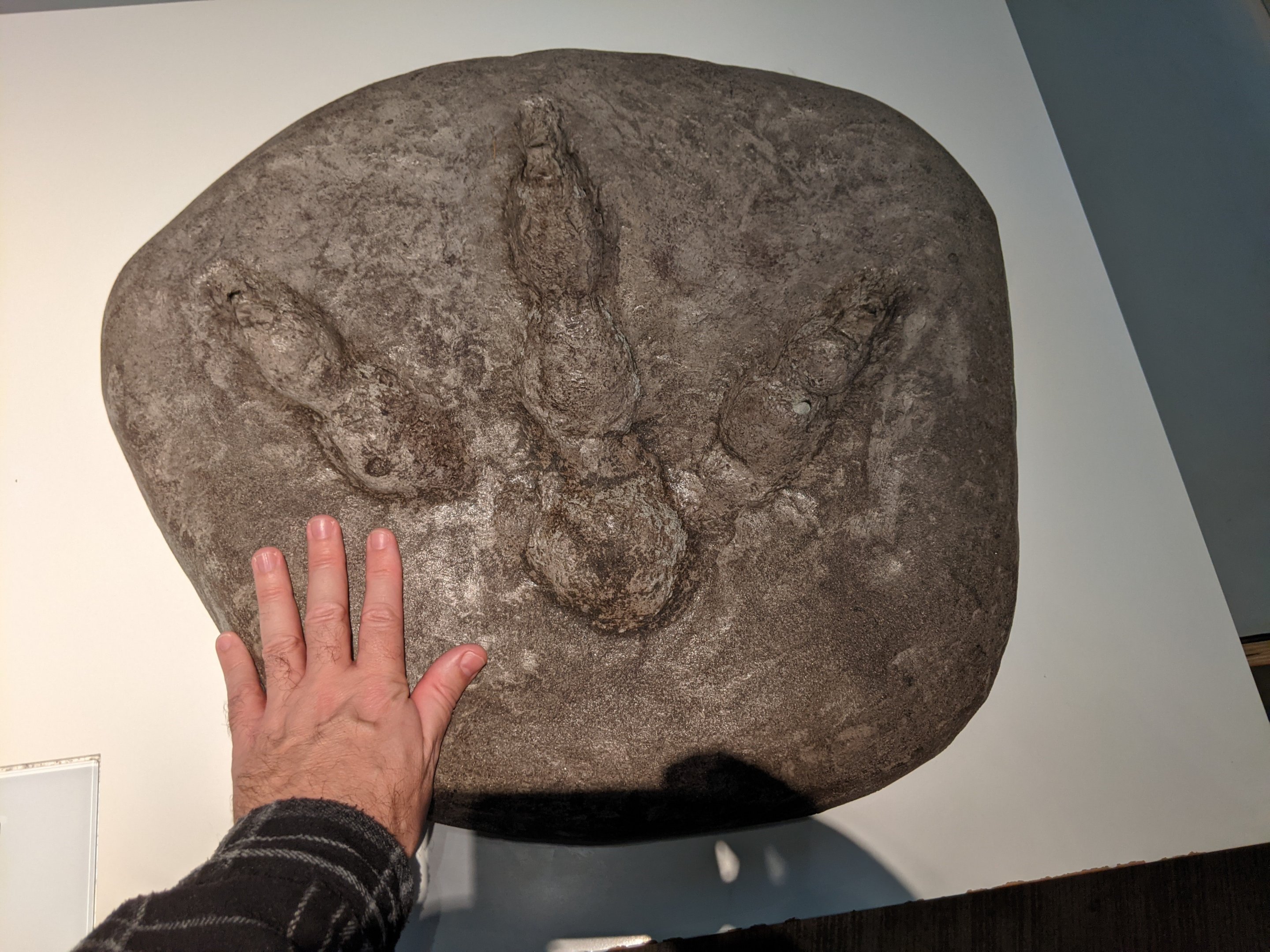 Model of Giant Moa footprint (life-size)