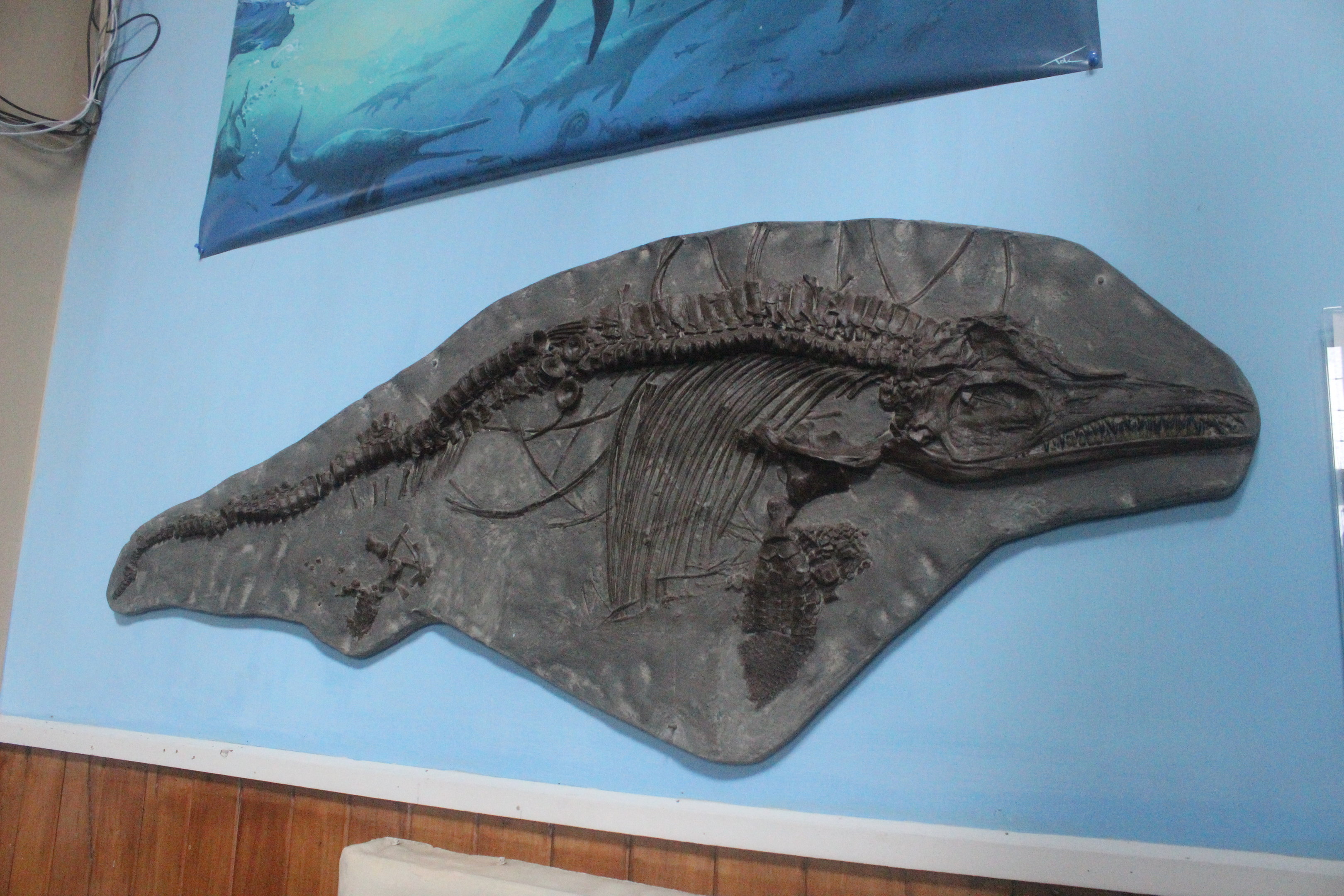 Model of Ichthyosaur fossil, The Dinosaur House (Raetihi)