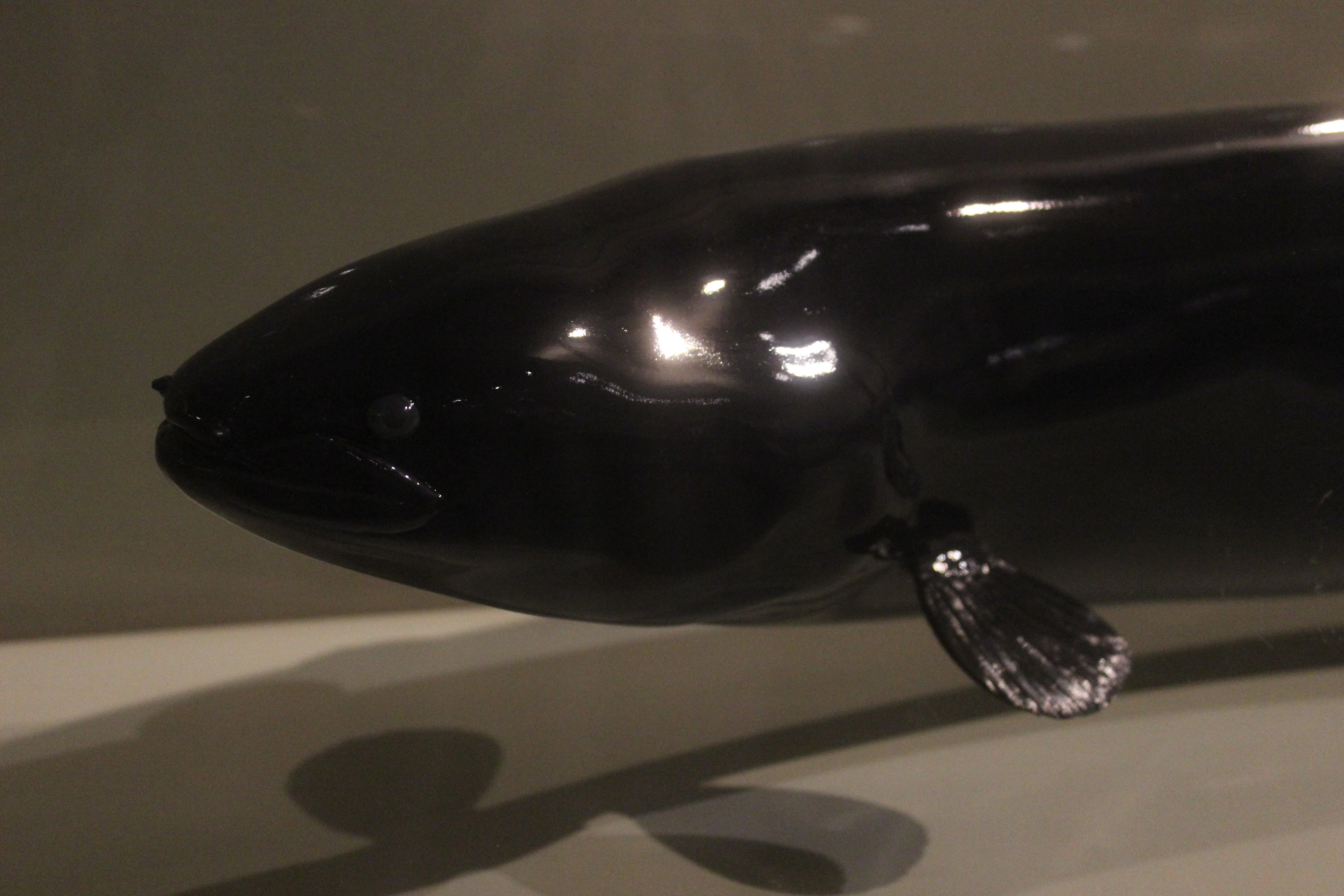 Model of New Zealand Longfin Eel, Whanganui Regional Museum