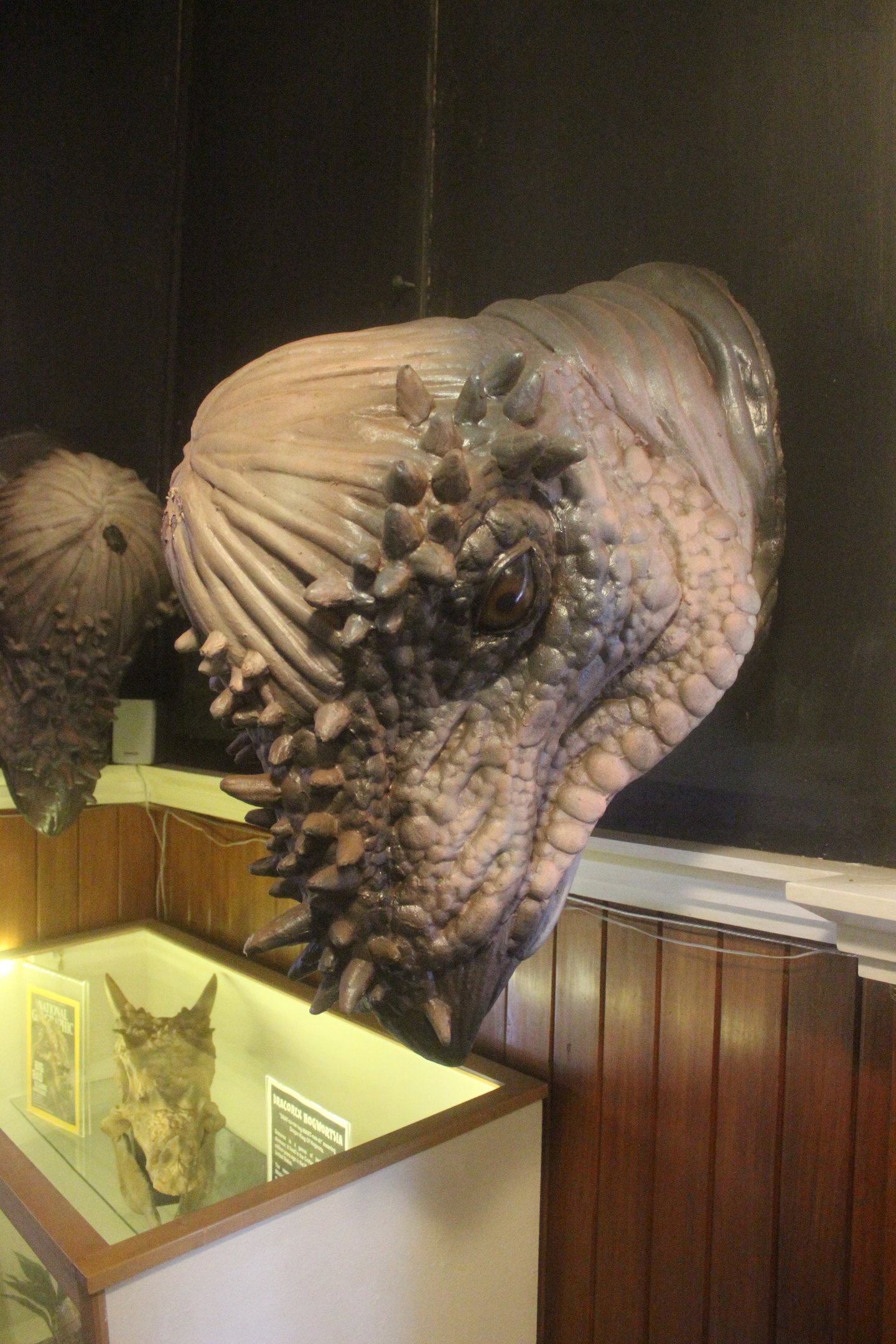 Model of Pachycephalosaurus, The Dinosaur House (Raetihi)