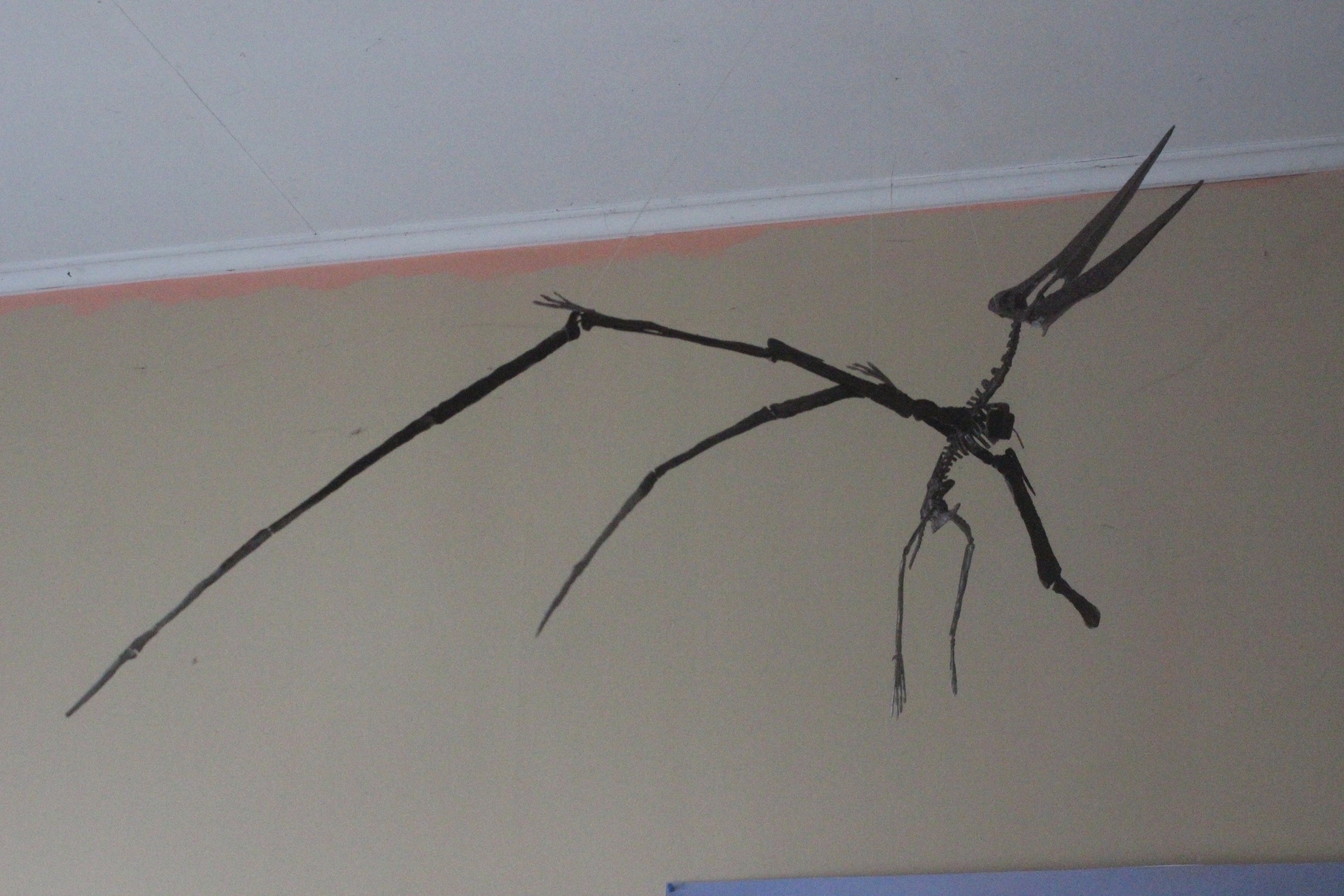 Model of Quetzalcoatlus fossil, The Dinosaur House (Raetihi)