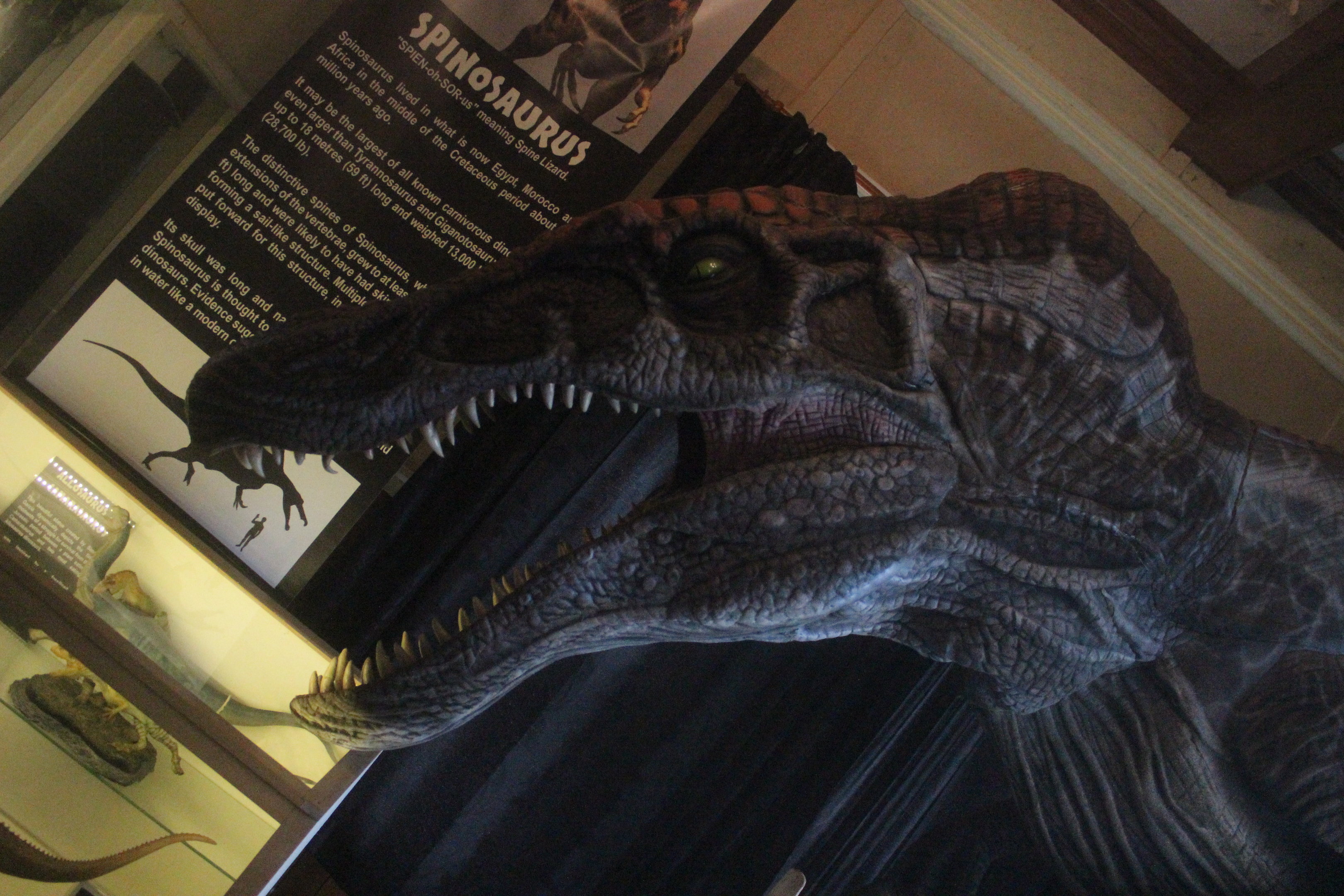 Model of Spinosaurus, The Dinosaur House (Raetihi)