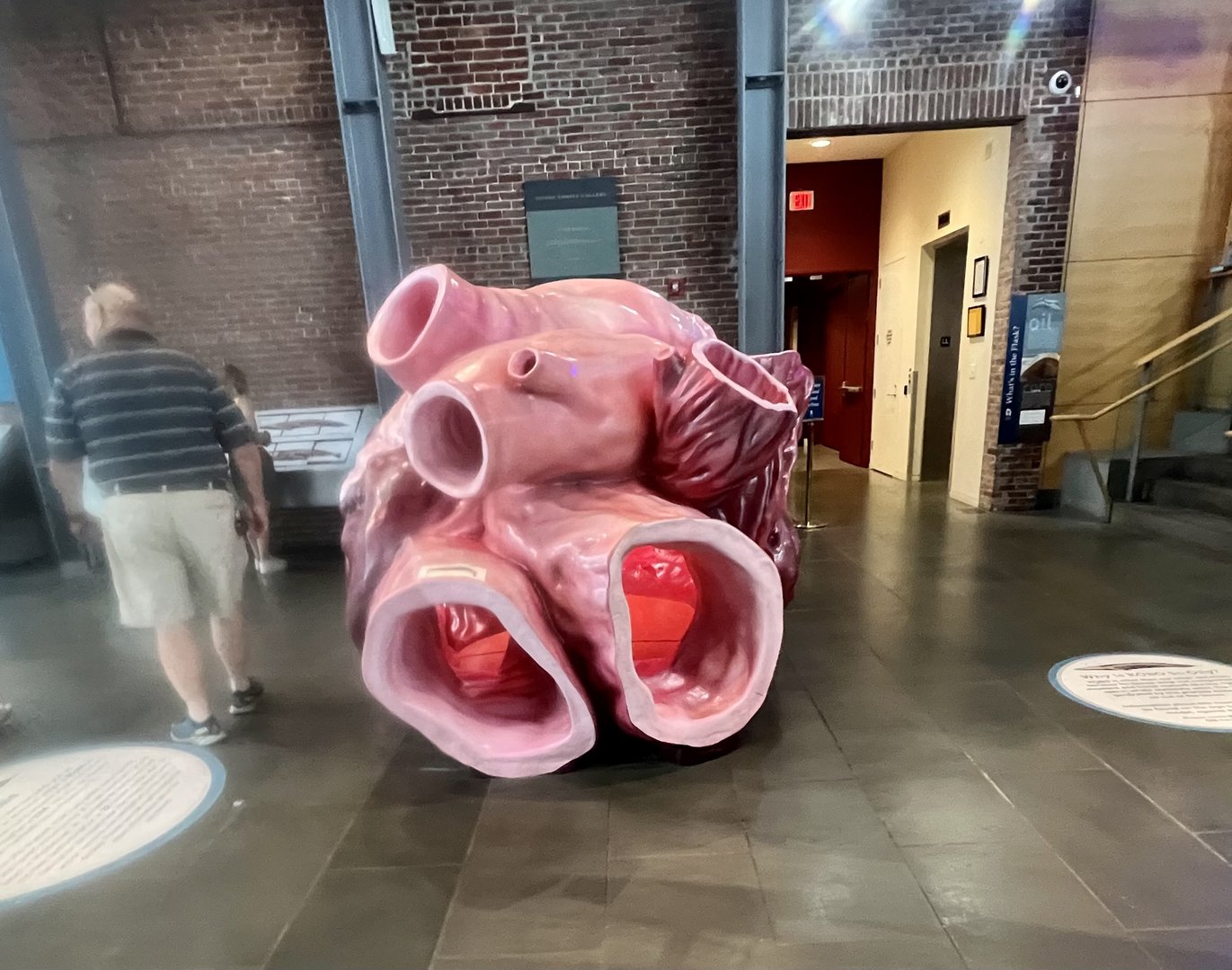 Model of the heart of a Blue Whale