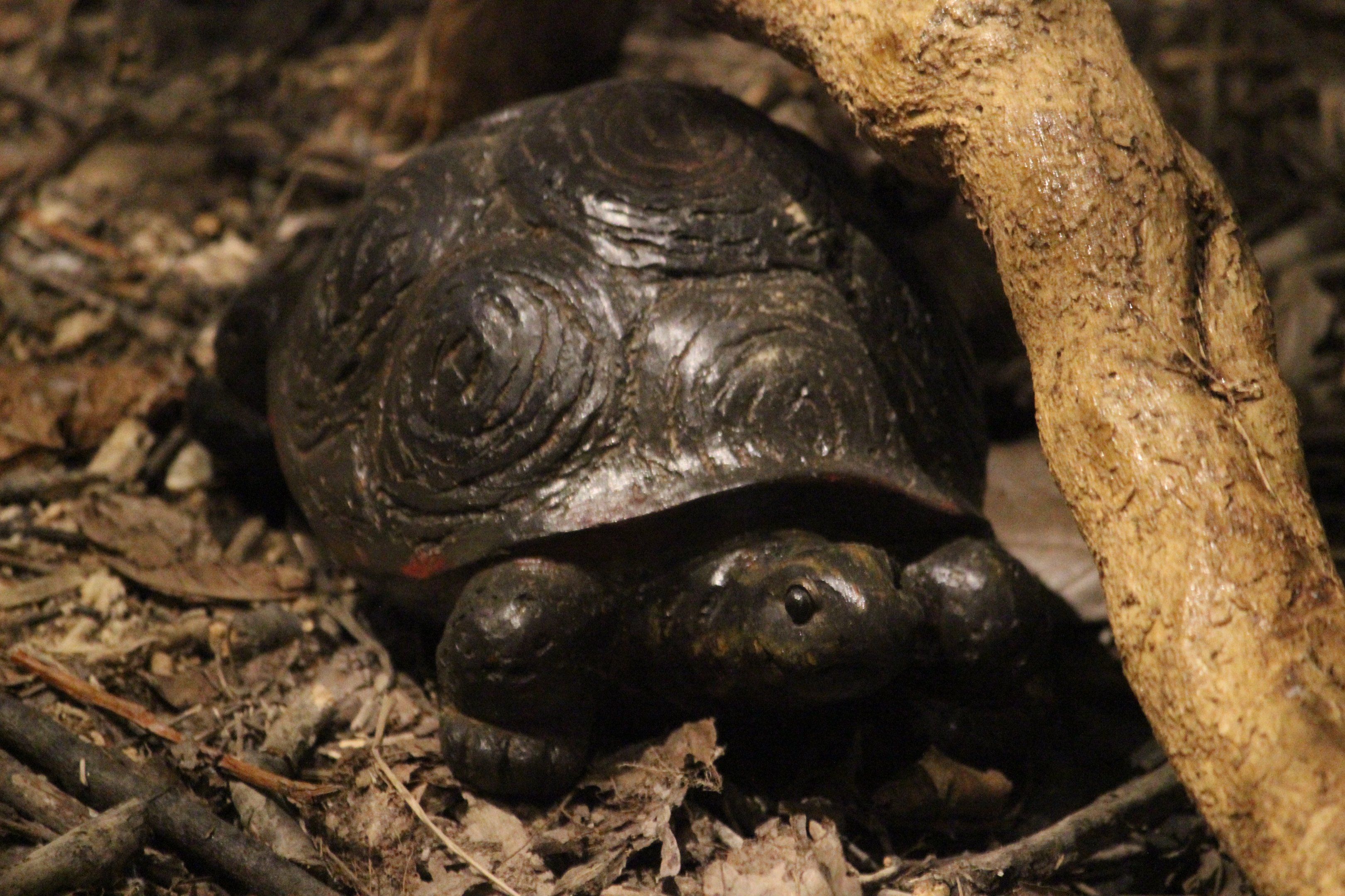 Model of Tortoise, Omaka Aviation Heritage Centre