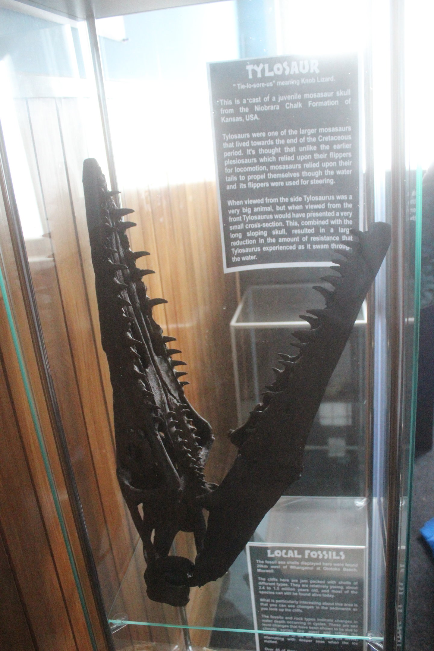 Model of Tylosaurus skull, The Dinosaur House (Raetihi)