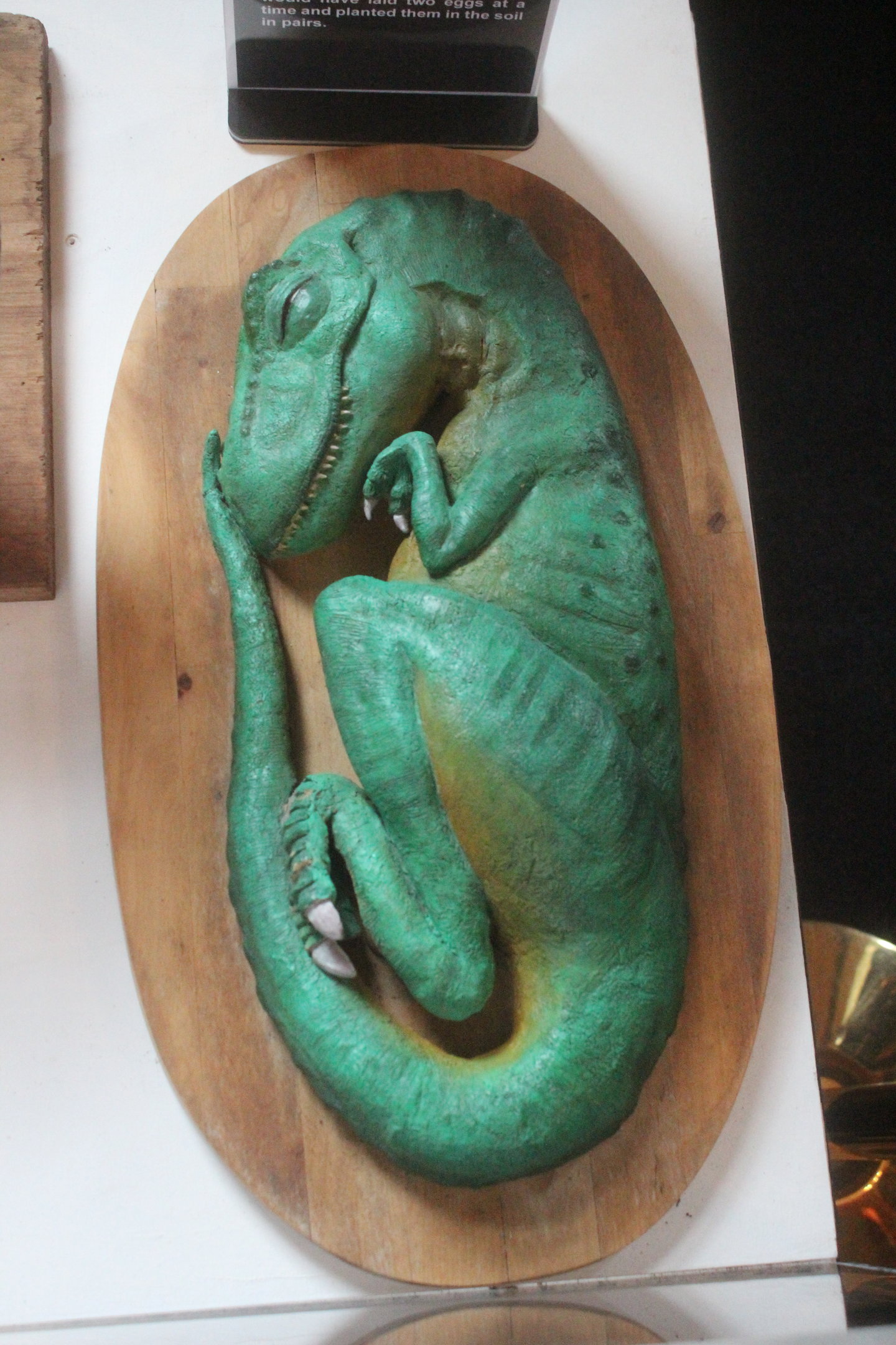 Model of Tyrannosaurus rex embryo, The Dinosaur House (Raetihi)
