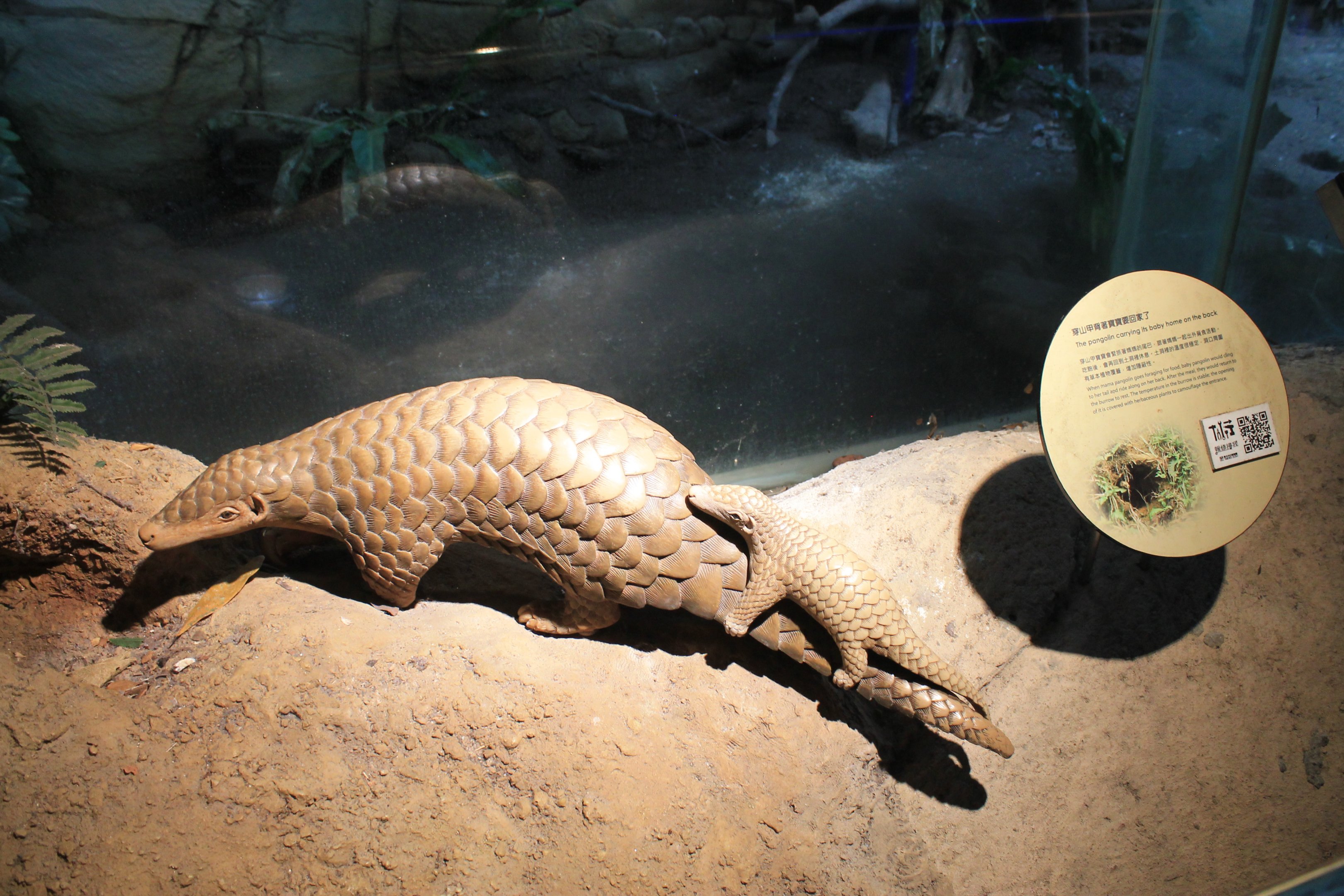 Model pangolins