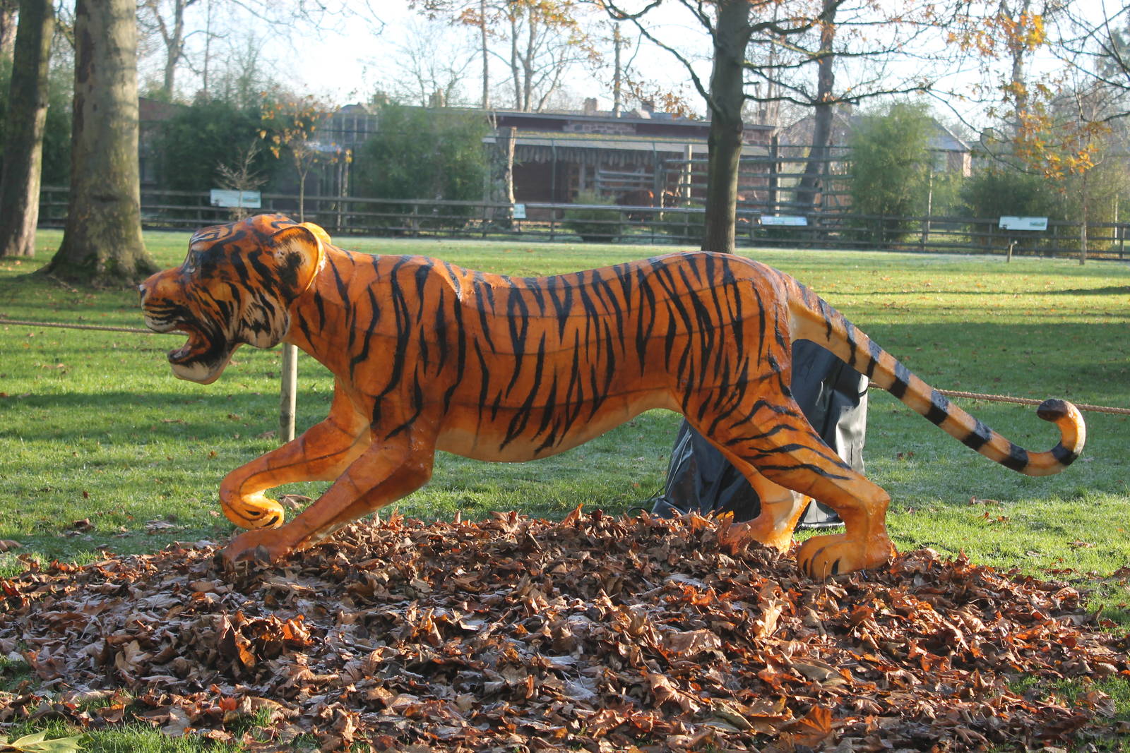 model tiger Chester Zoo 29th November 2012