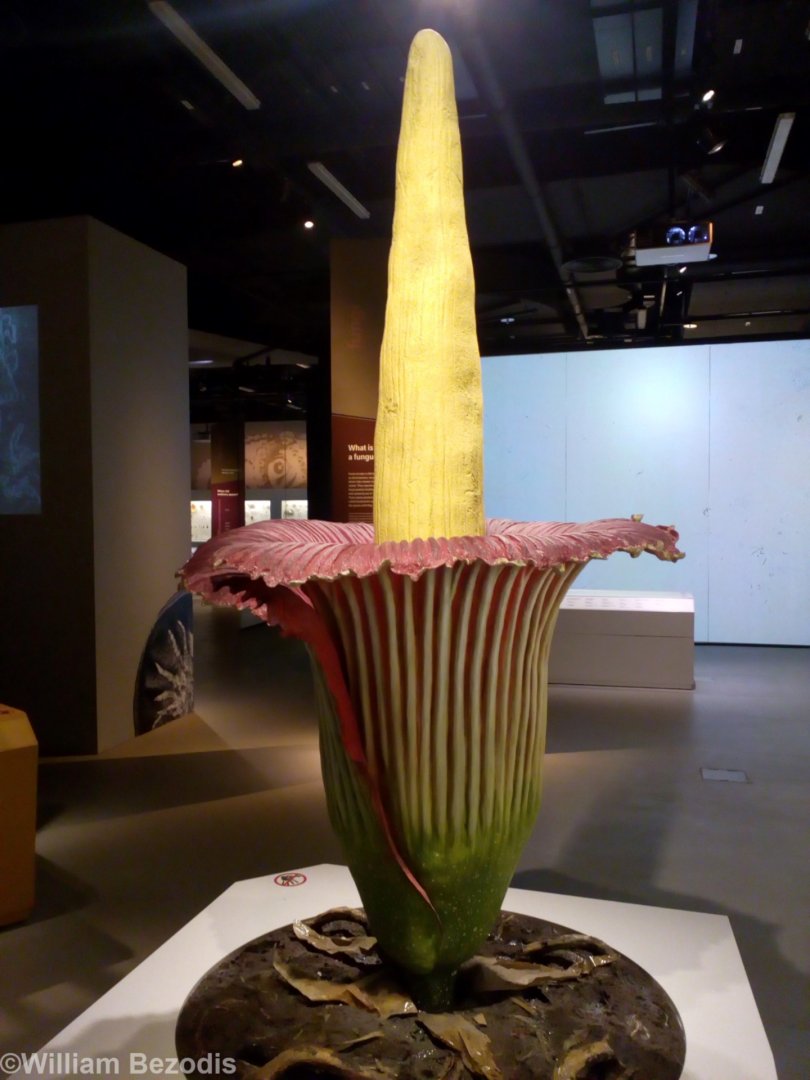 Model Titan Arum - Lee Kong Chian Natural History Museum