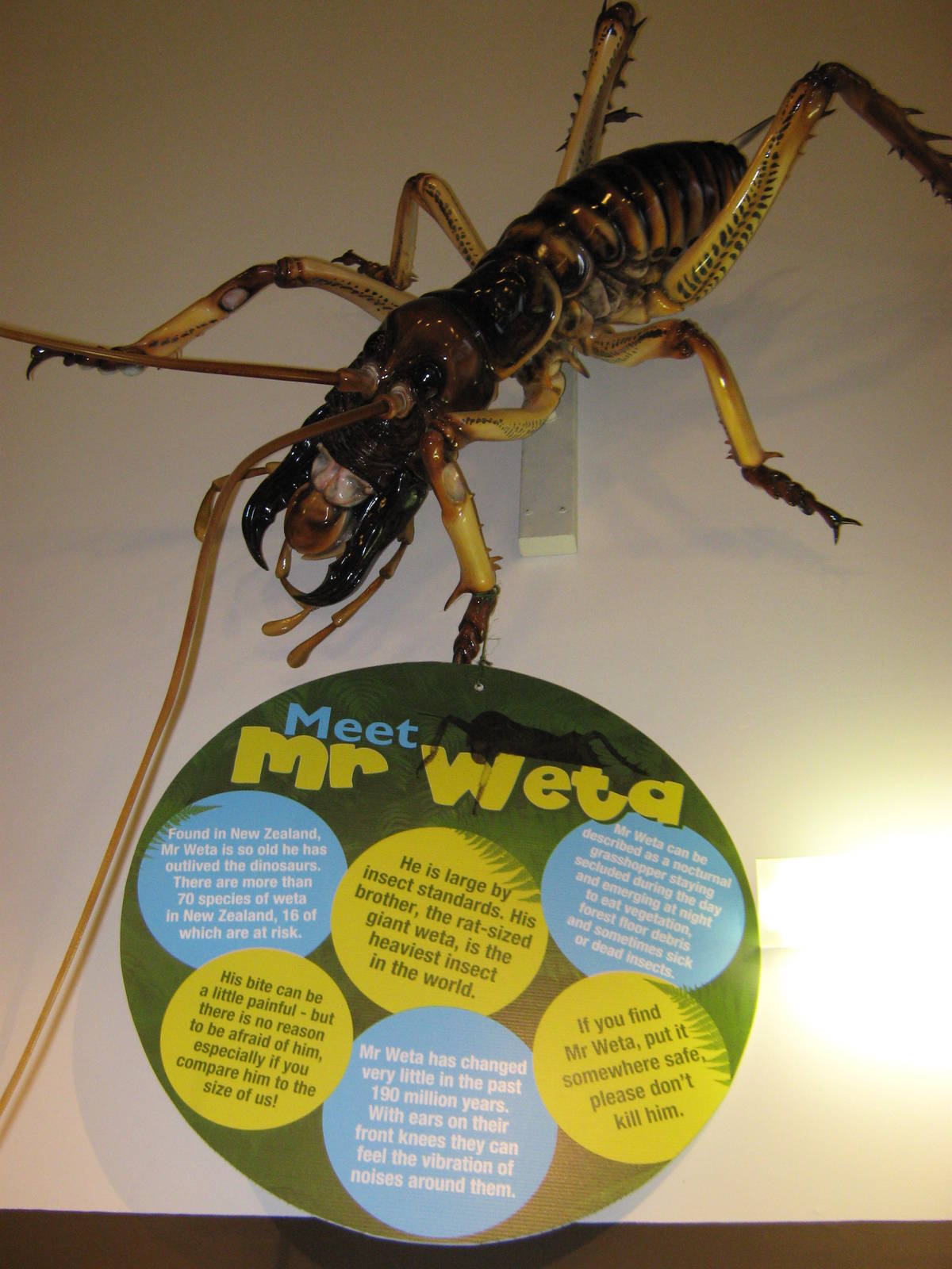 model tree weta
