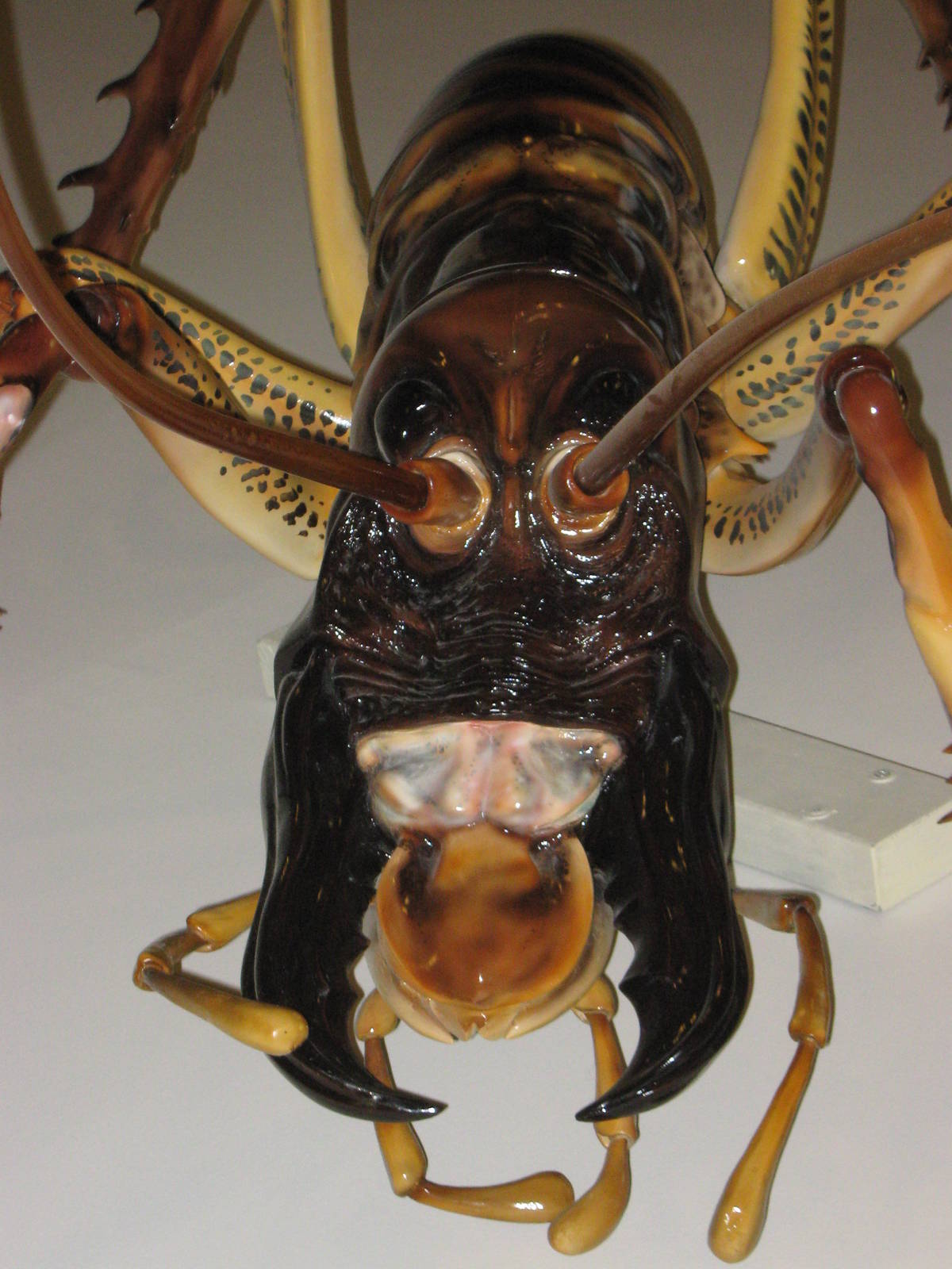 model tree weta
