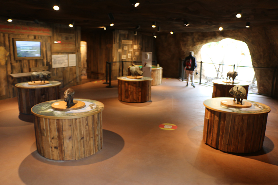 models of all extant rhino species