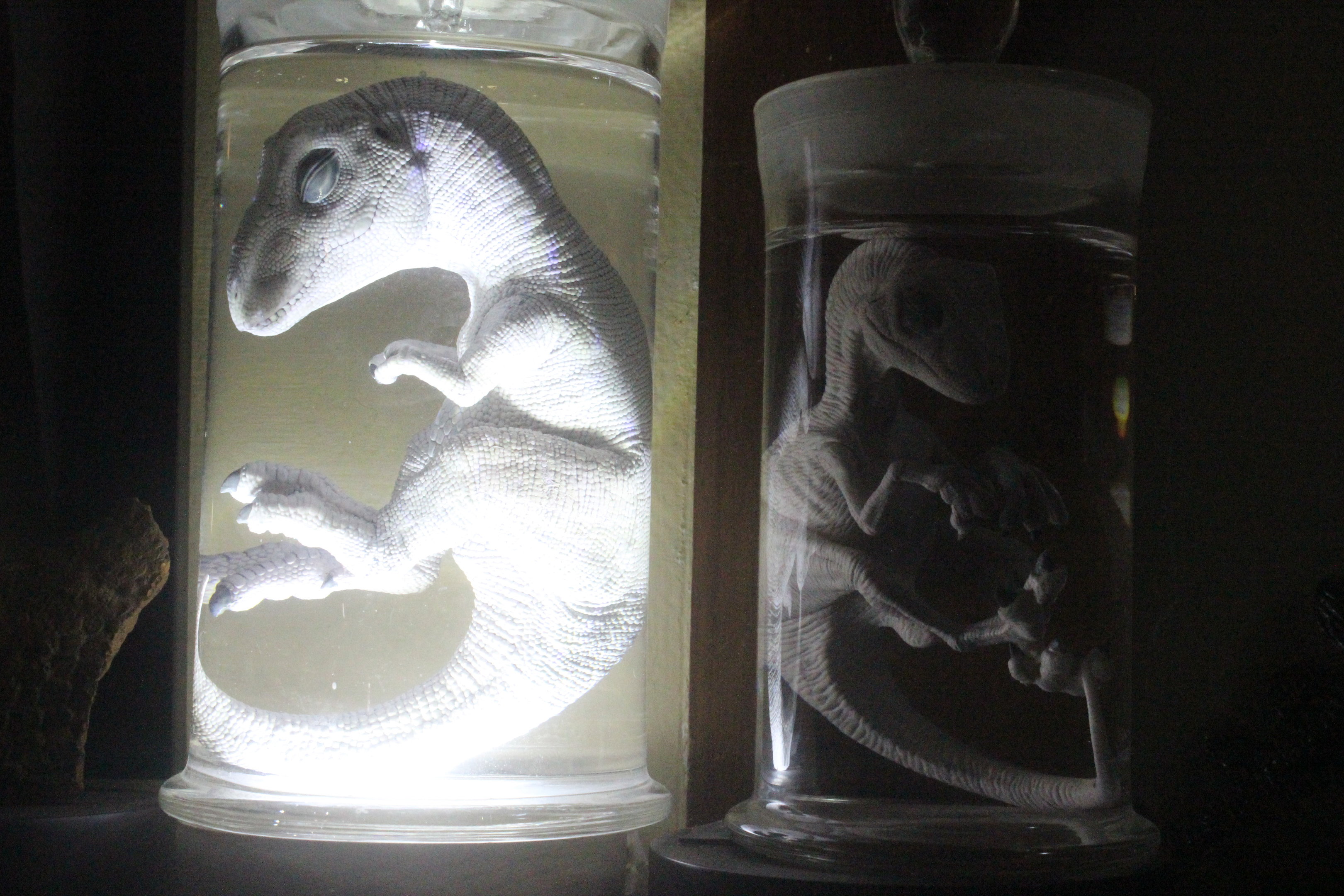 Models of dinosaur embryos, The Dinosaur House (Raetihi)