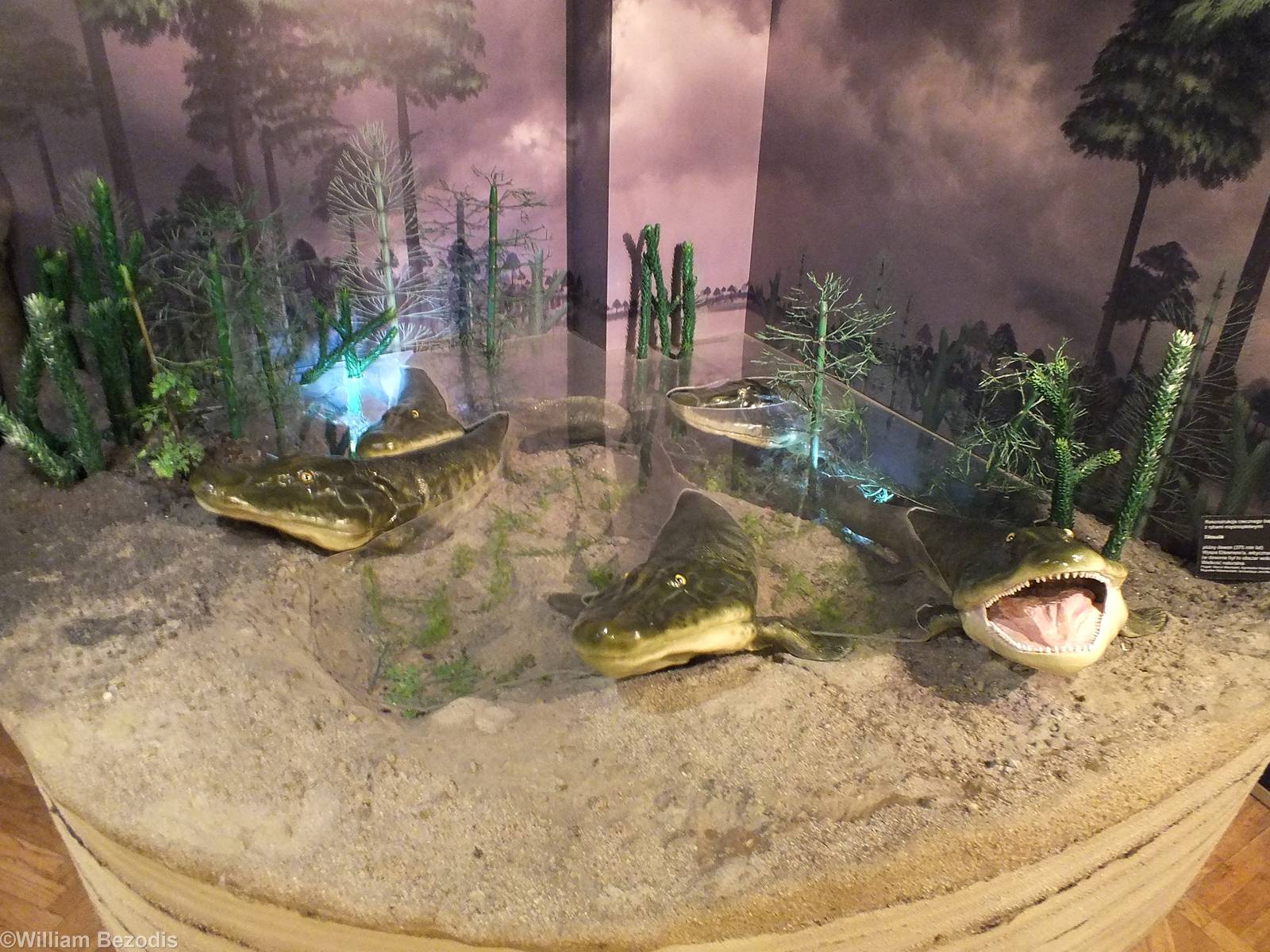 Models of Tiktaalik - Warsaw Museum of Evolution