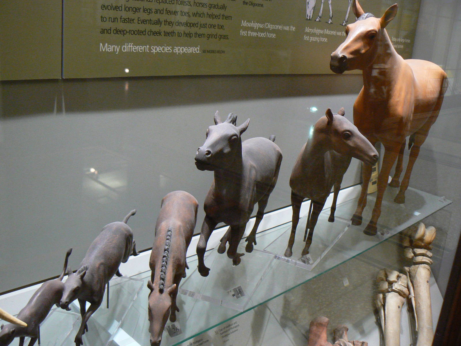 Models showing the evolution of Horses - 17 January 2016