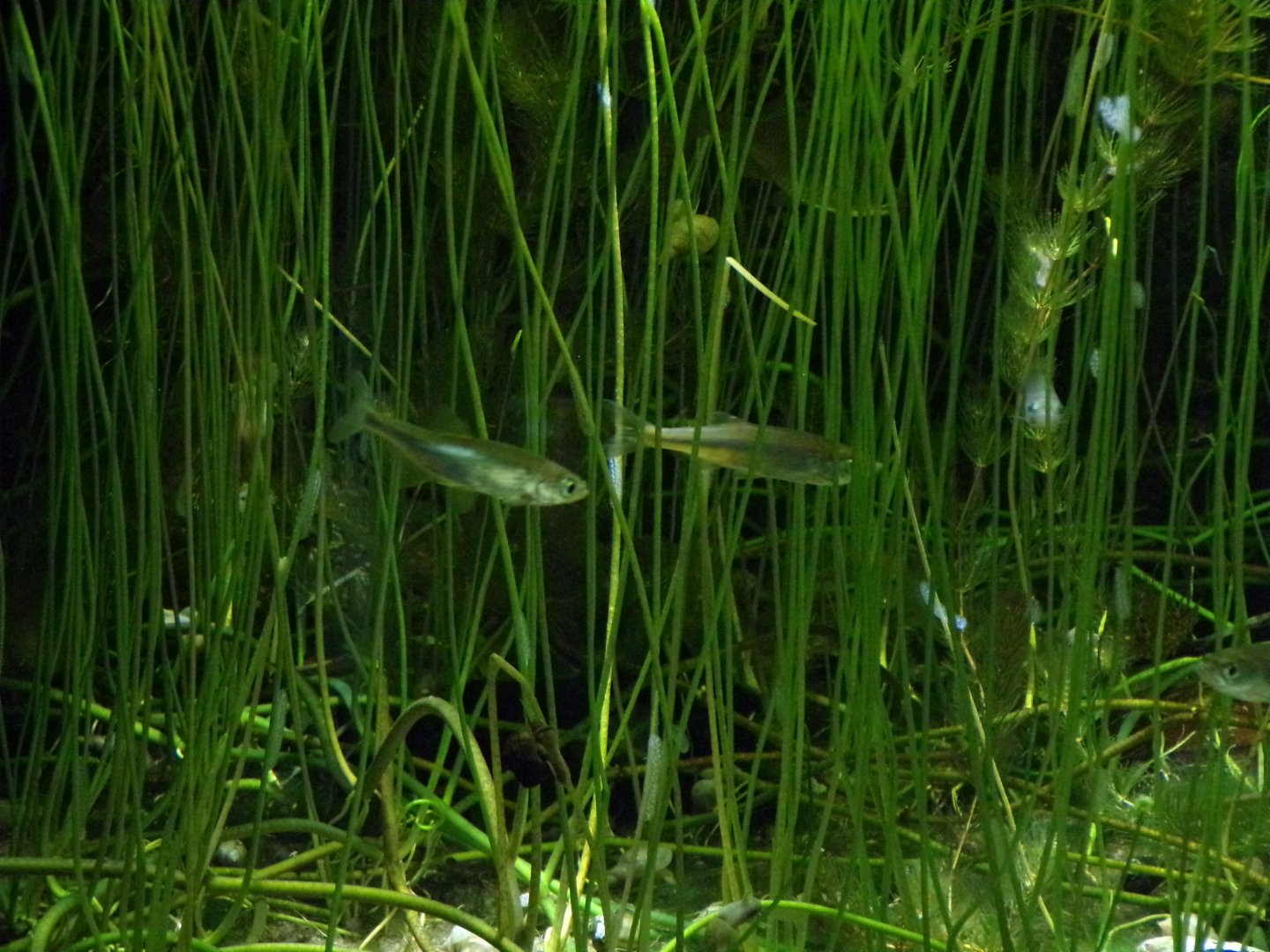 Moderlieschen fish 9.7.25