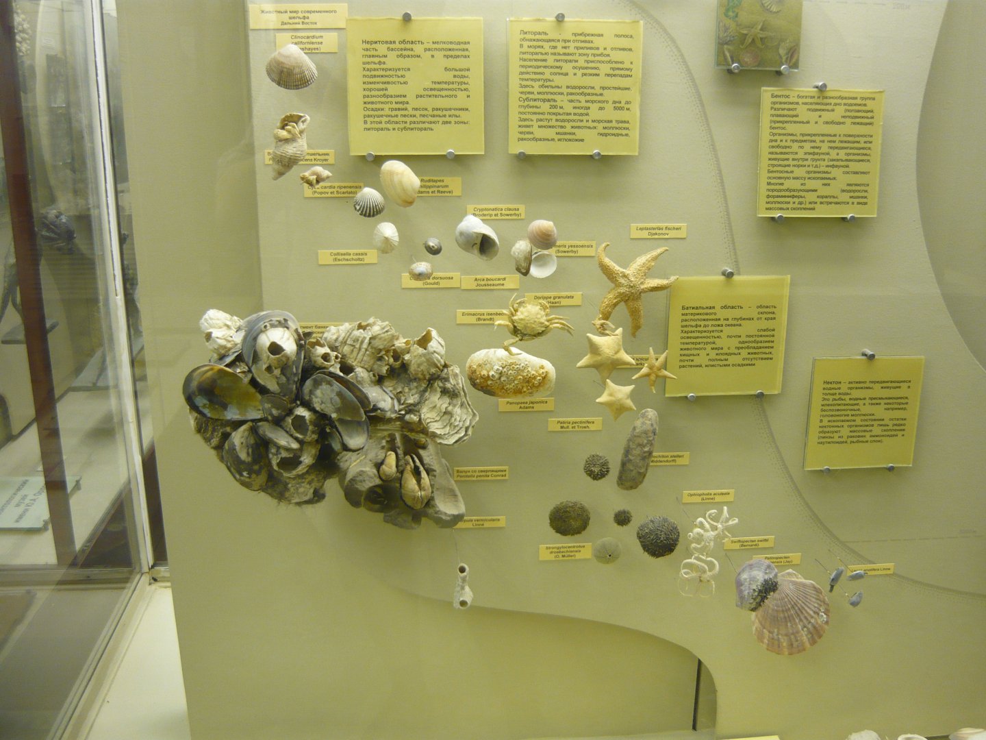 Modern benthic invertebrates