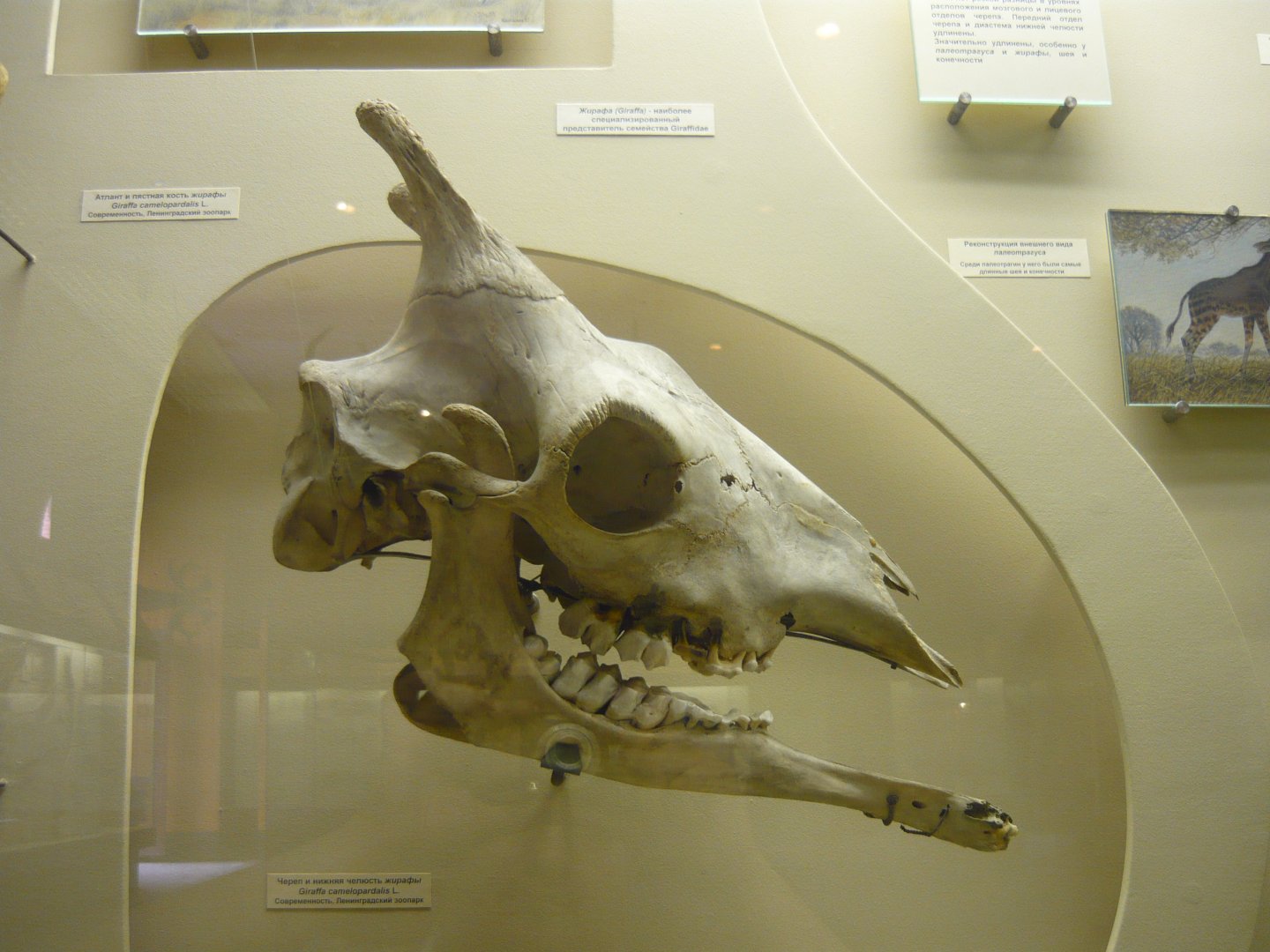 Modern Giraffe skull