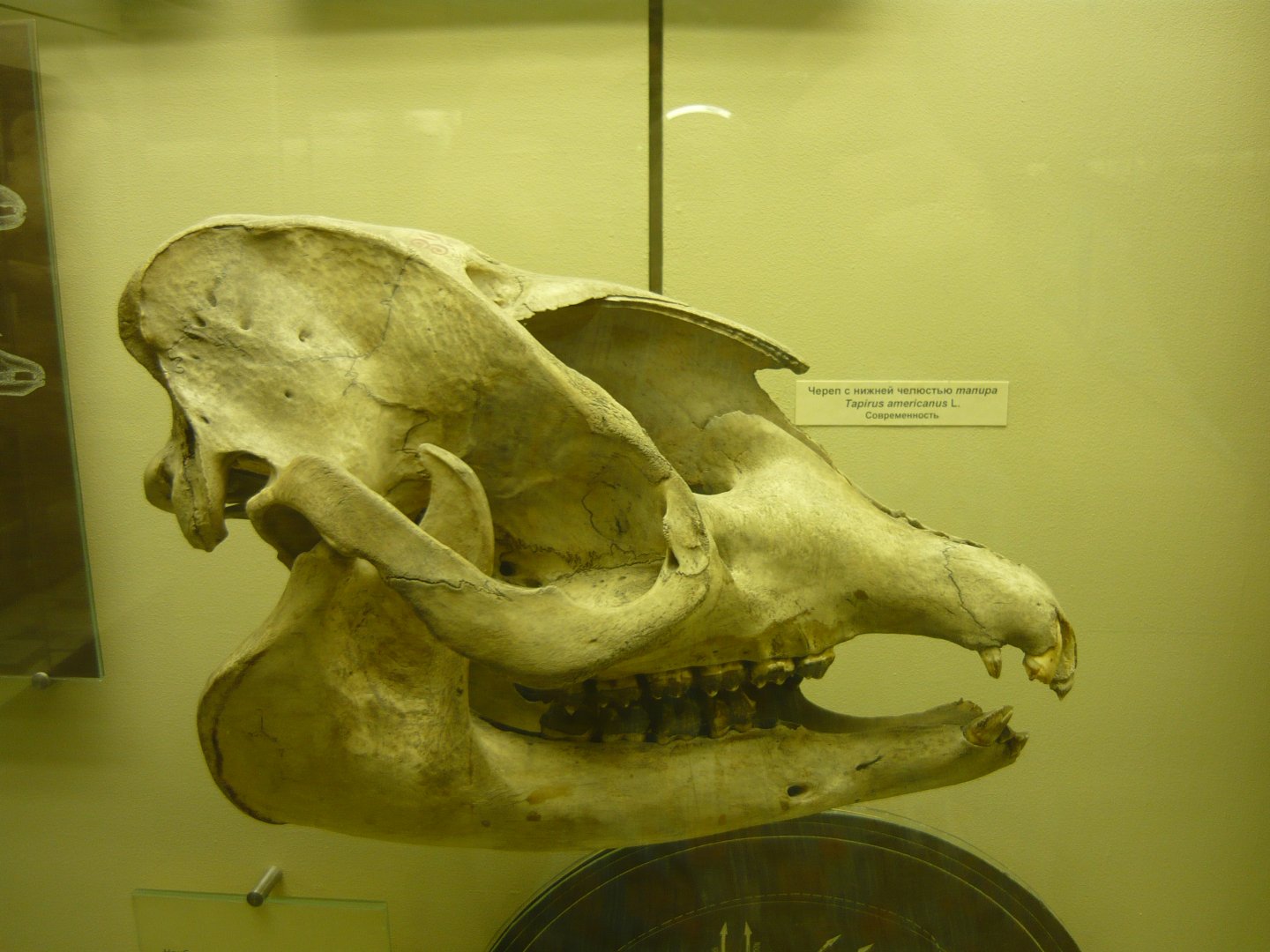 Modern Lowland tapir skull
