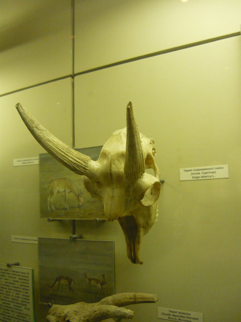 Modern Saiga skull