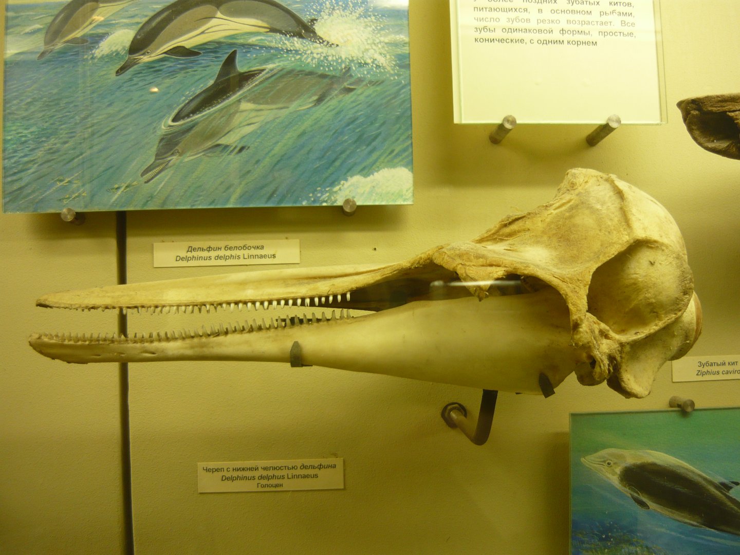 Modern Short-beaked common dolphin skull
