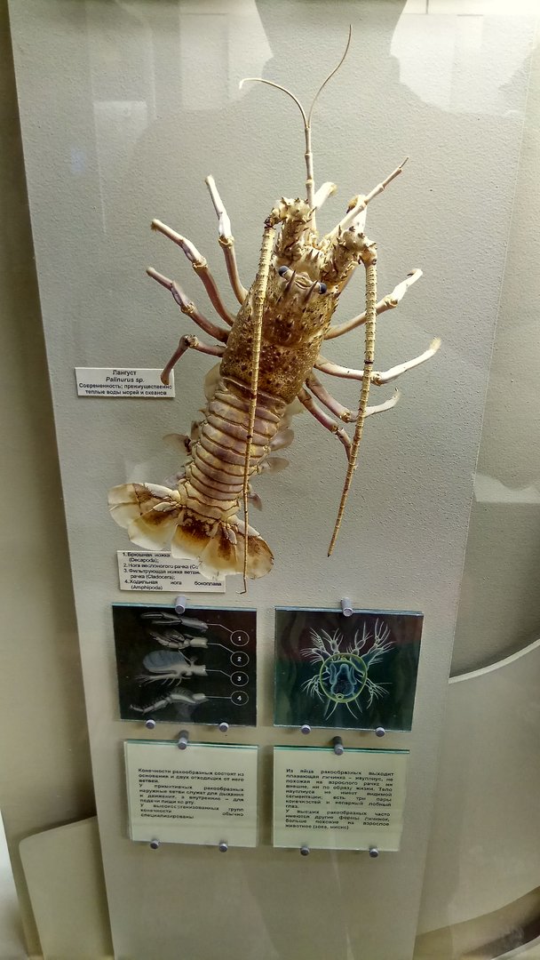 Modern spiny lobster (Palinurus sp.)