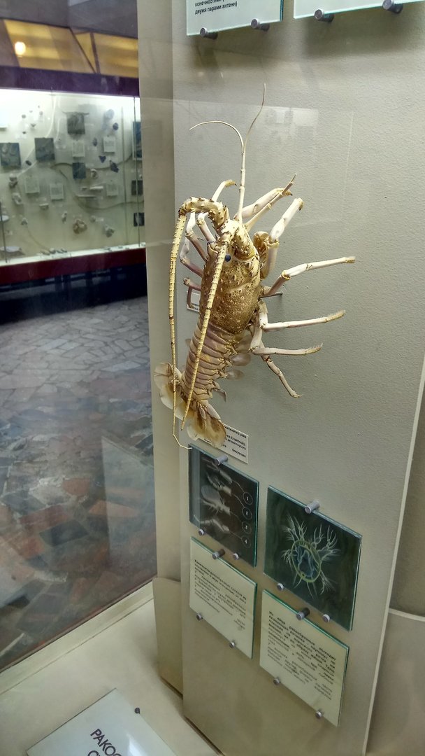 Modern spiny lobster (Palinurus sp.)