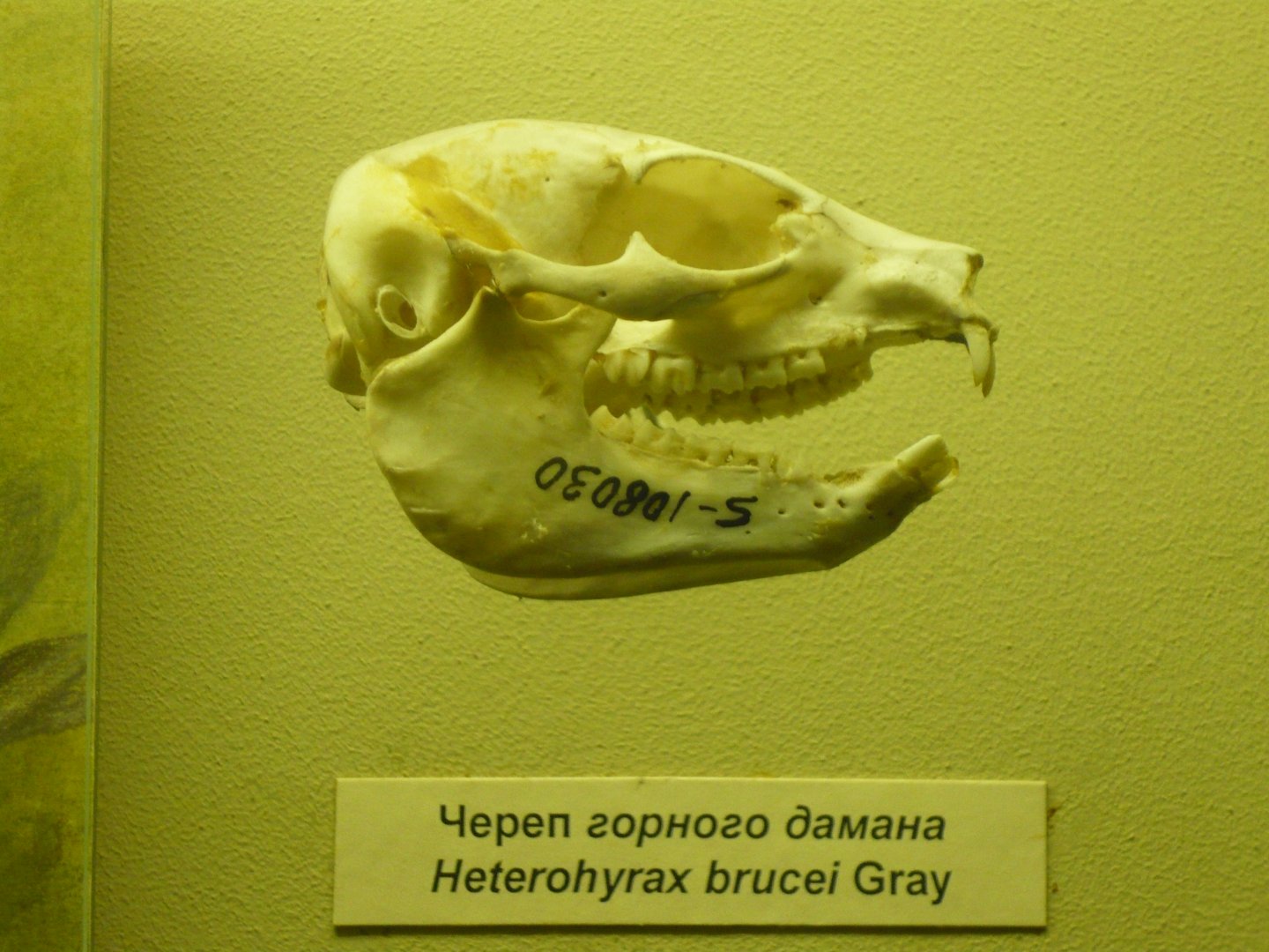 Modern Yellow-spotted rock hyrax skull