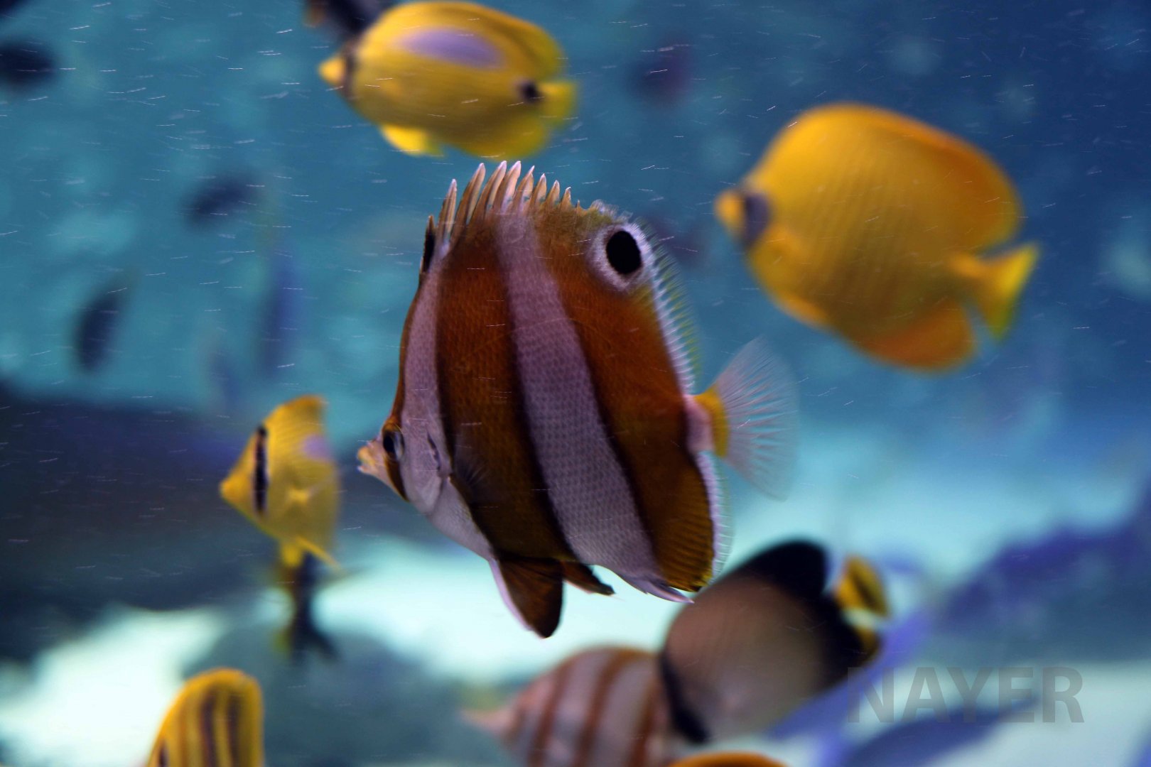 Modest butterflyfish (others in background), October 2017