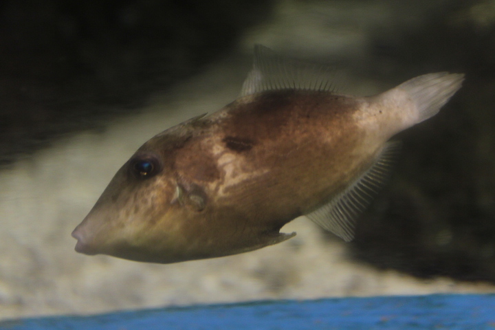 Modest filefish (Thamnaconus modestoides)