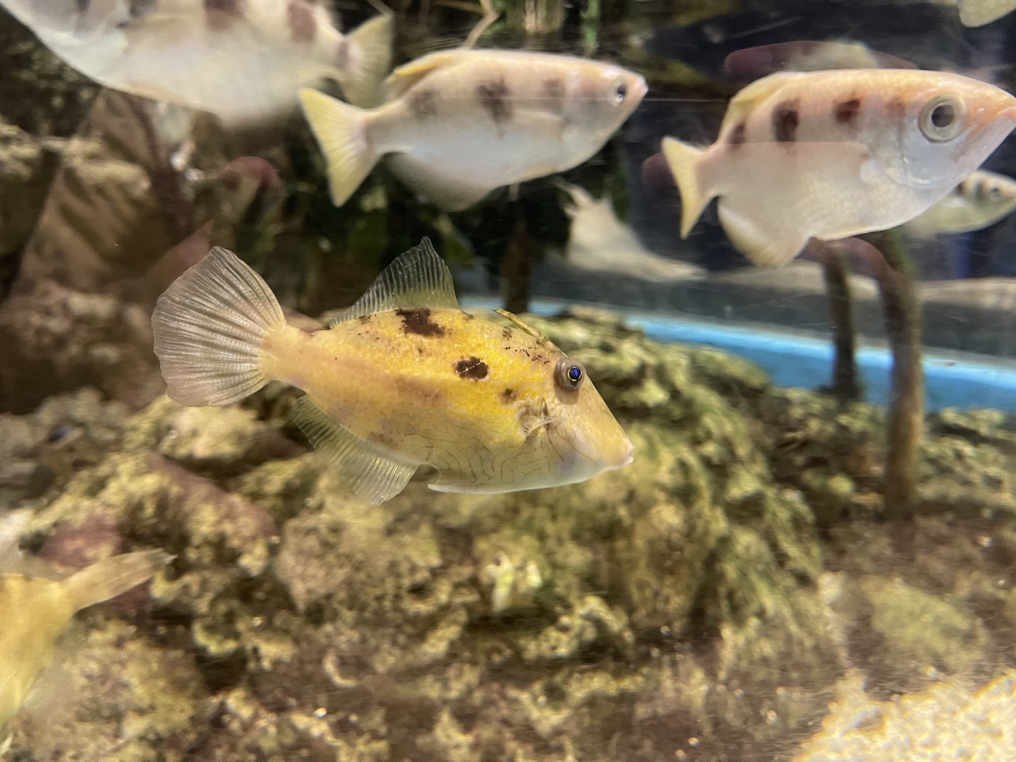 modest filefish (thamnaconus modestoides)