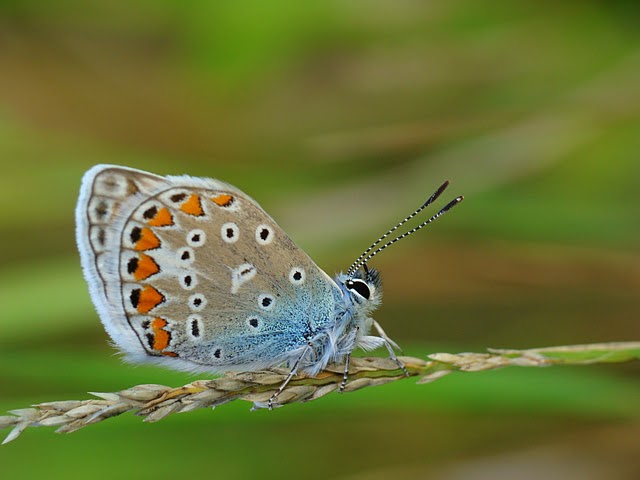 Modraszek ikar (Polyommatus icarus)