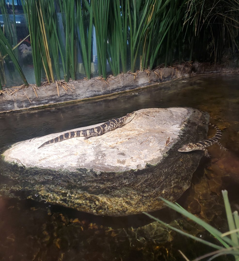 MODS - Baby Alligators